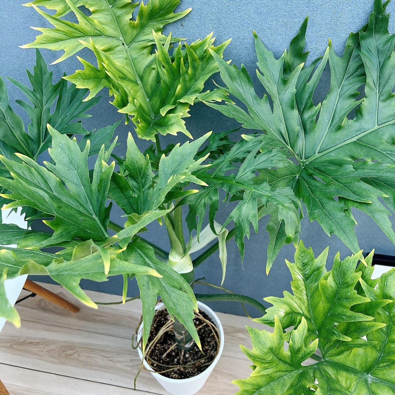 現品］【希少】1番 ☆珍しい☆ フィロデンドロン ワルセウィッチー 8号