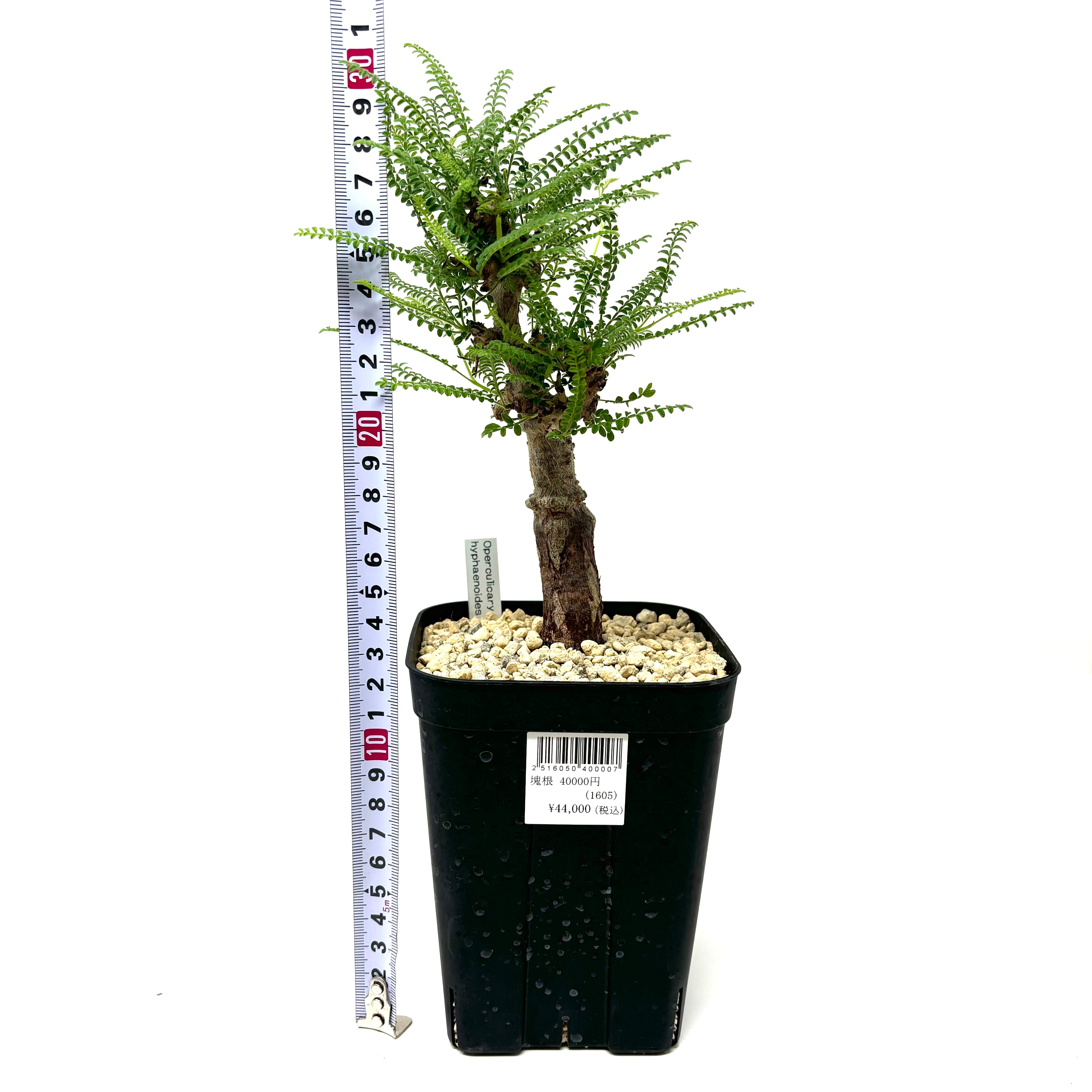 オペルクリカリア ヒファエノイデス 根差し2 オペルクリカリア ヒファエノイデス② 根差し/根ざし/根挿し