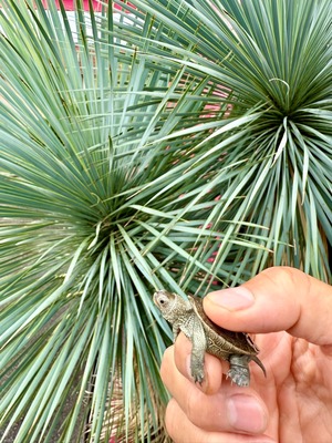 カロリナダイヤモンドバックテラピン（USA CB）❶