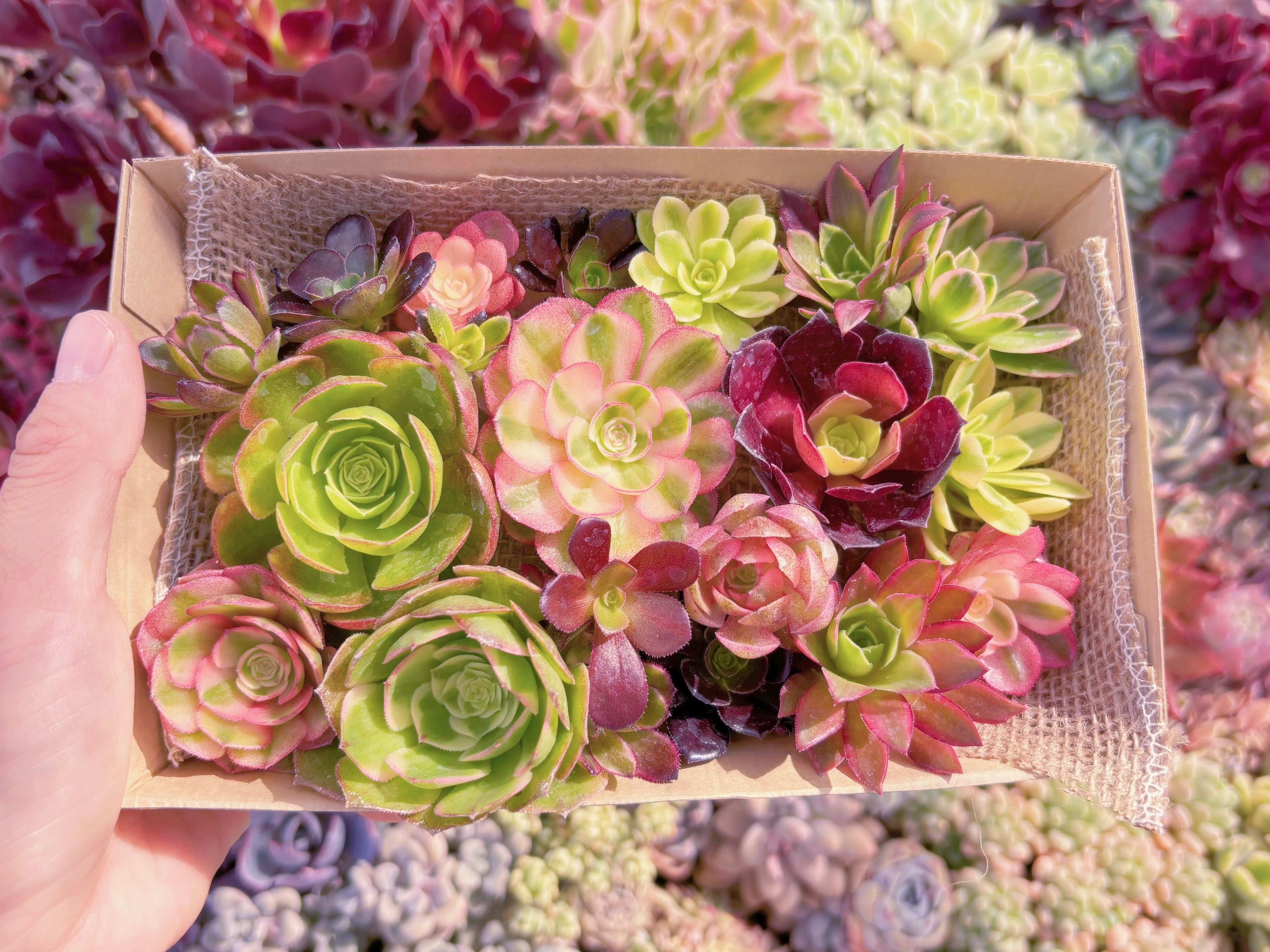 現品　寄せ植えセット#887　12cmx20cm　るる農園