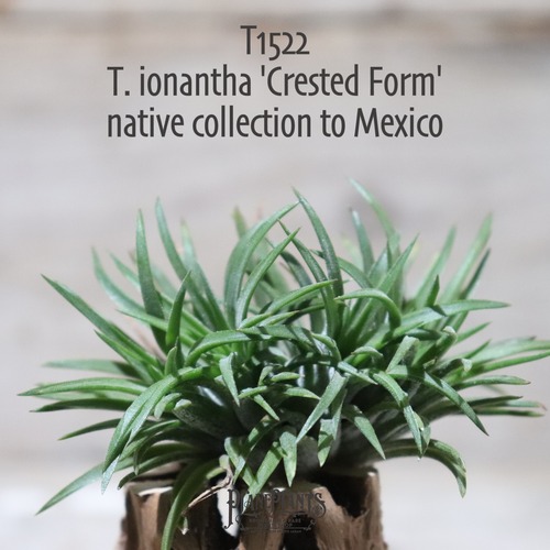 【抽選販売】ionantha 'Crested Form' native collection to Mexico〔エアプランツ〕現品発送T1522