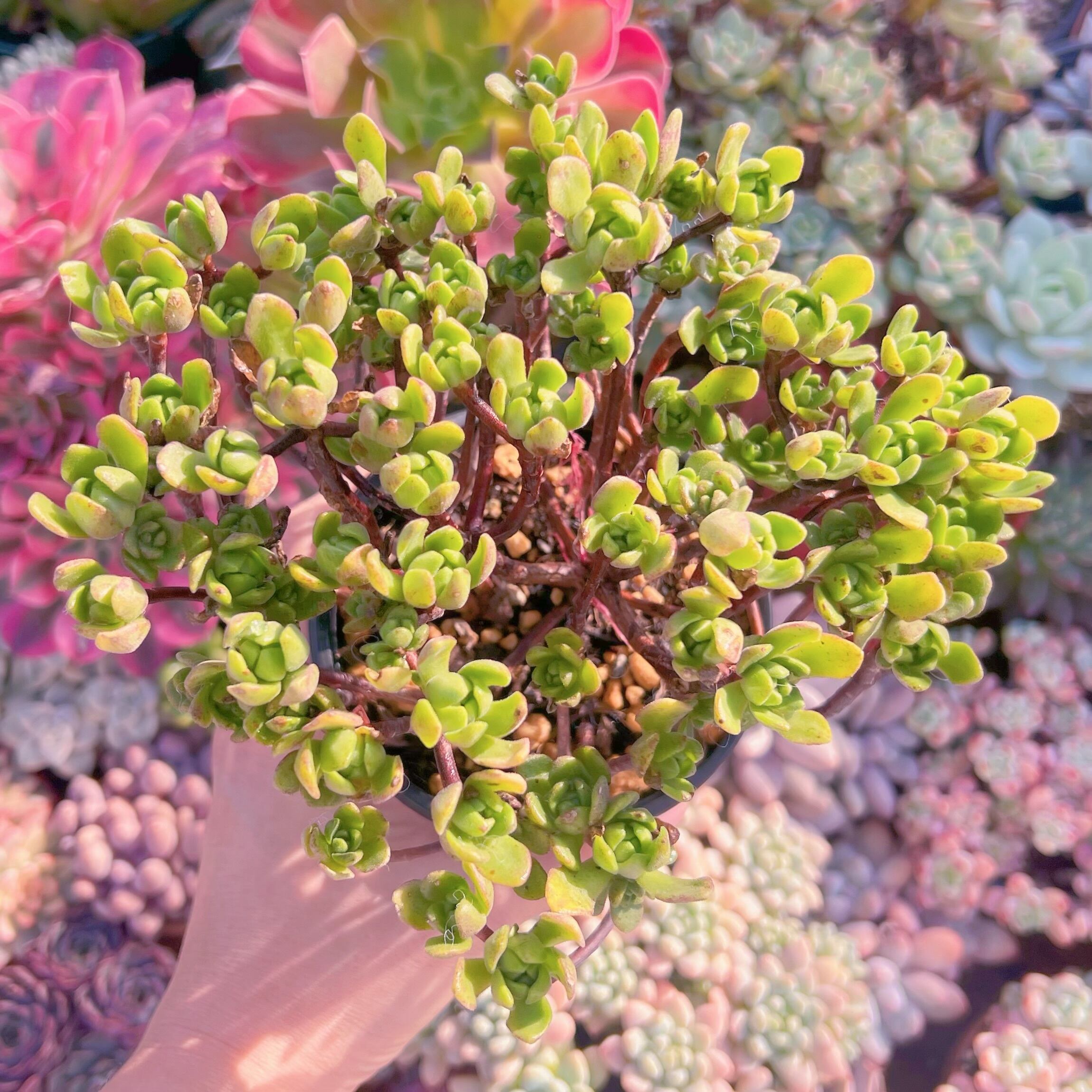 現品　little fox#532　大群生　新入荷　るる農園