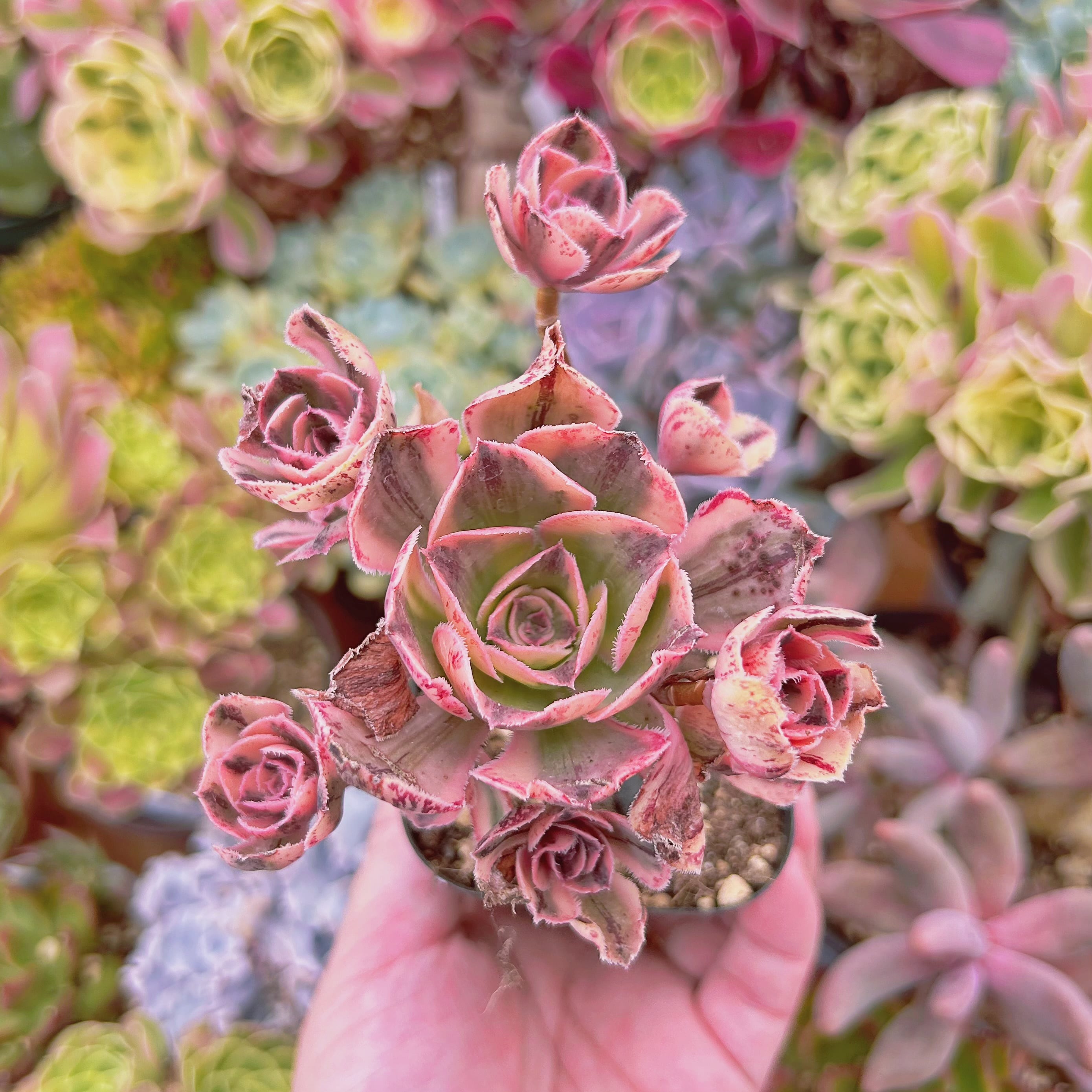 #843現物　多肉植物　ロスコープ錦　抜き苗