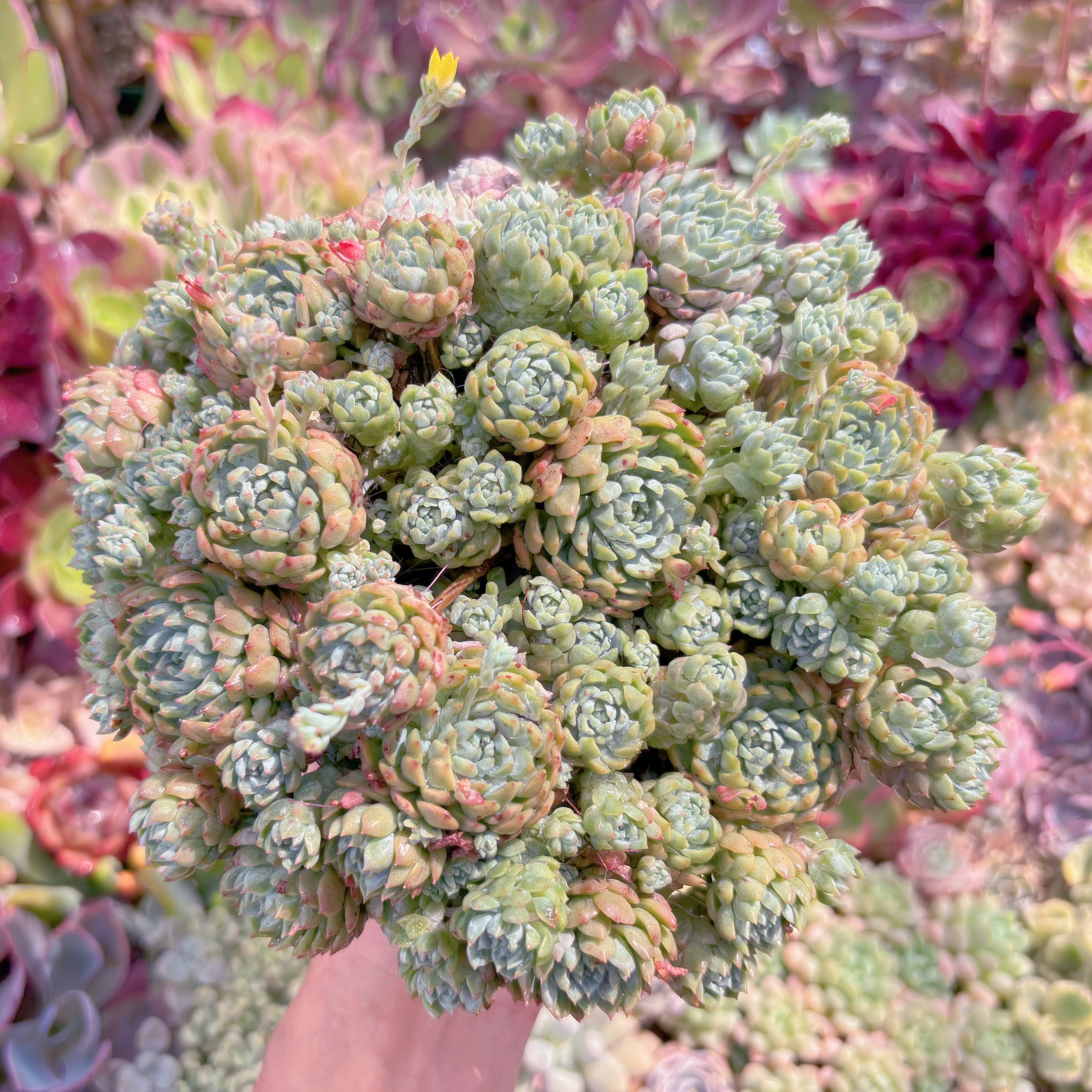 現品　 Pinkberry#E15　特大群生　るる農園