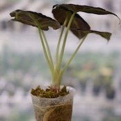 【斑入り】アロカシア ブラックベルベット / Alocasia reginula 'Variegated'