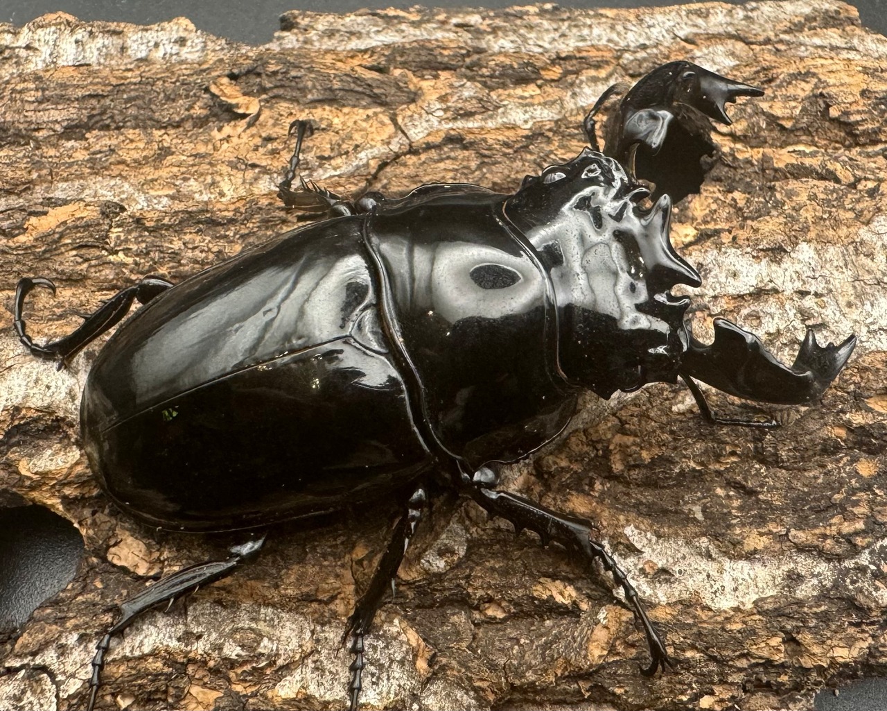 《タランドゥスオオツヤクワガタ 68mm ペア》