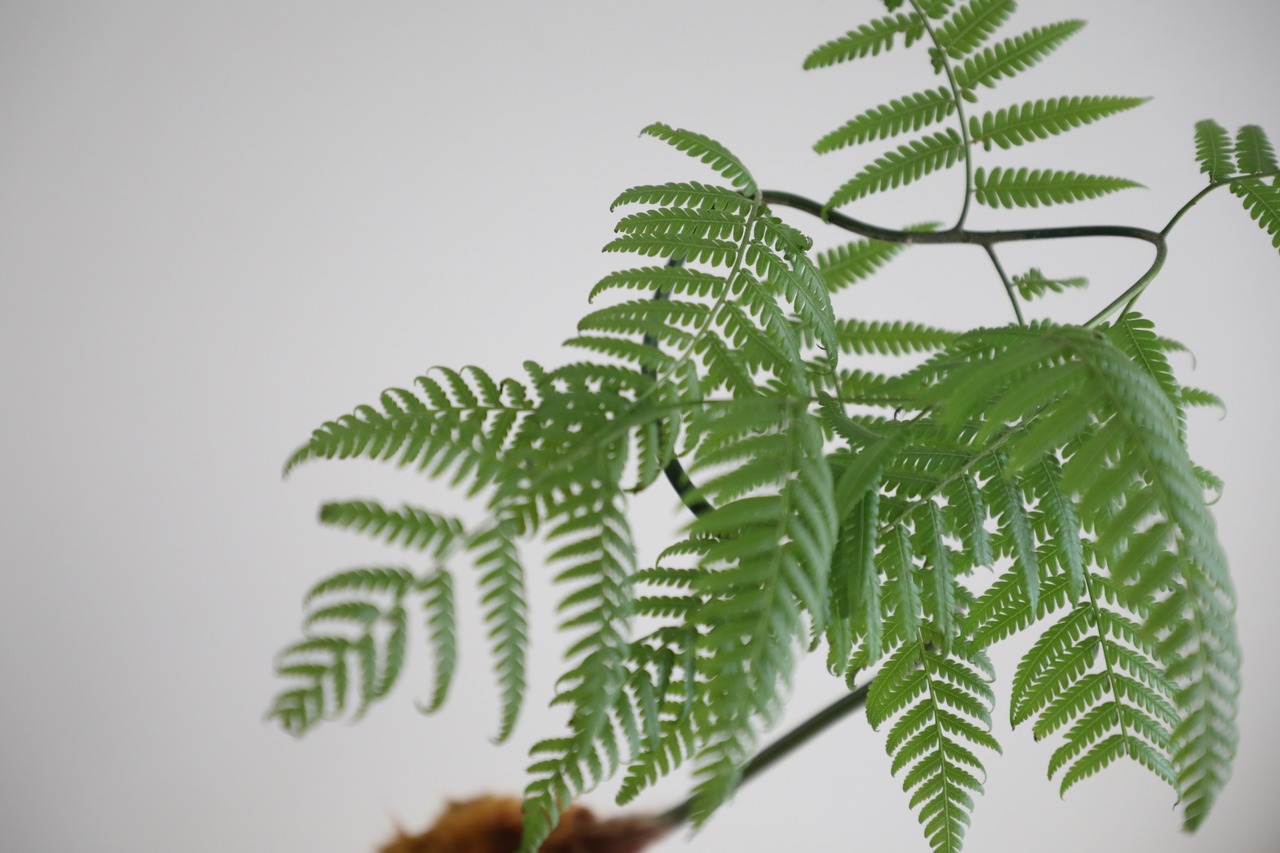 【M】金毛狗-キンモウコウ-/Golden chicken fern