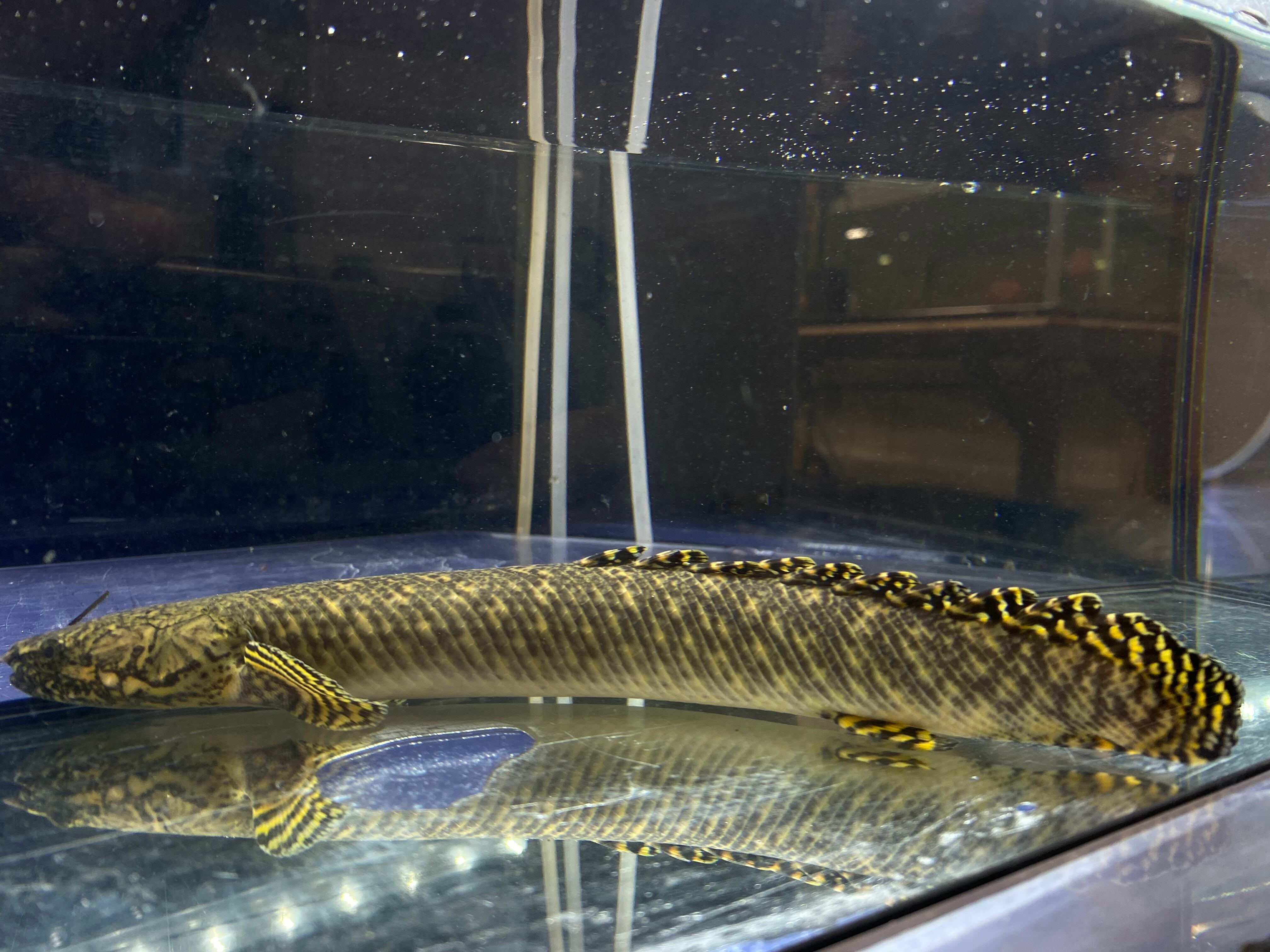 WILDコンゴオルナティピンニスNo.1 | AQUASTYLEG 