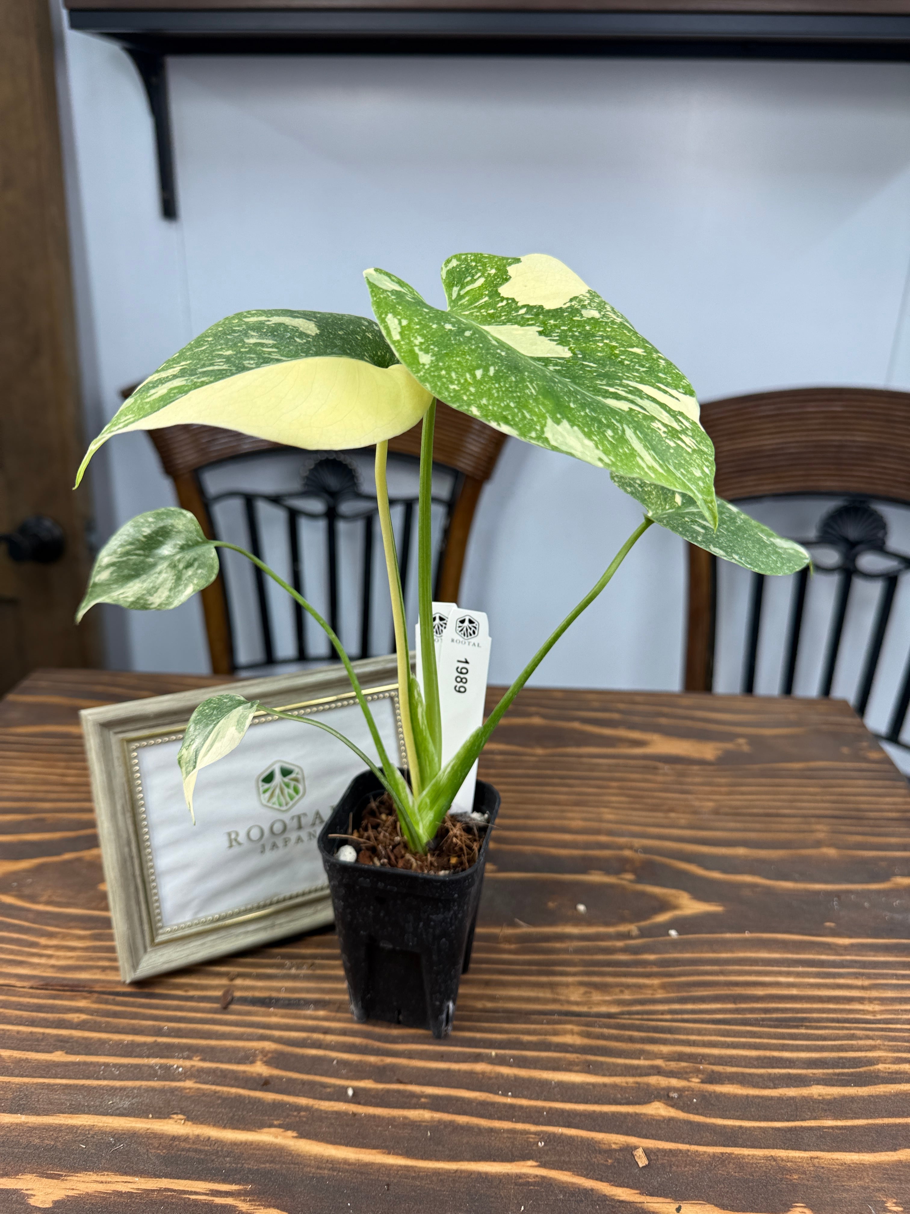 ☆1989【極みの斑】モンステラ デリシオーサ タイコンステレーション