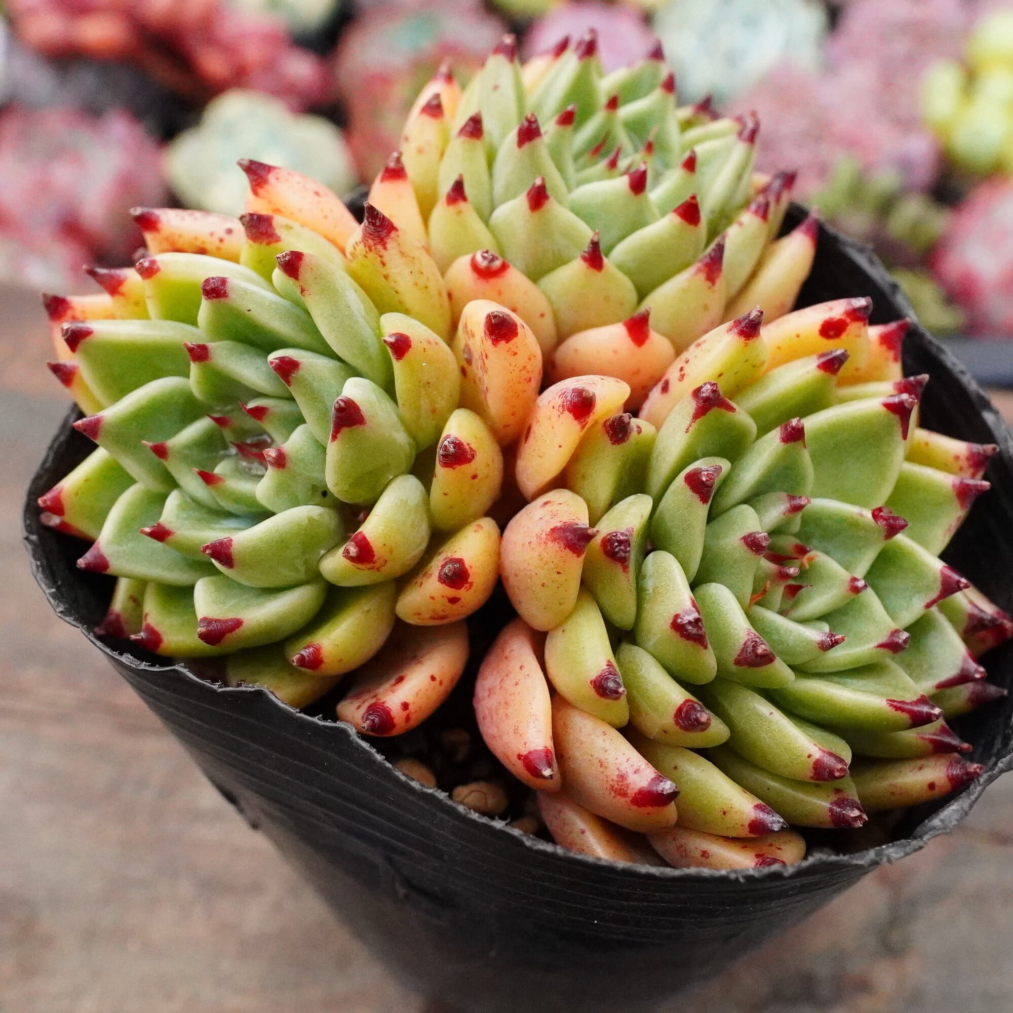種10粒 コノフィツム カルキュルス カルキュラス 翡翠玉 多肉植物 | PAY ID