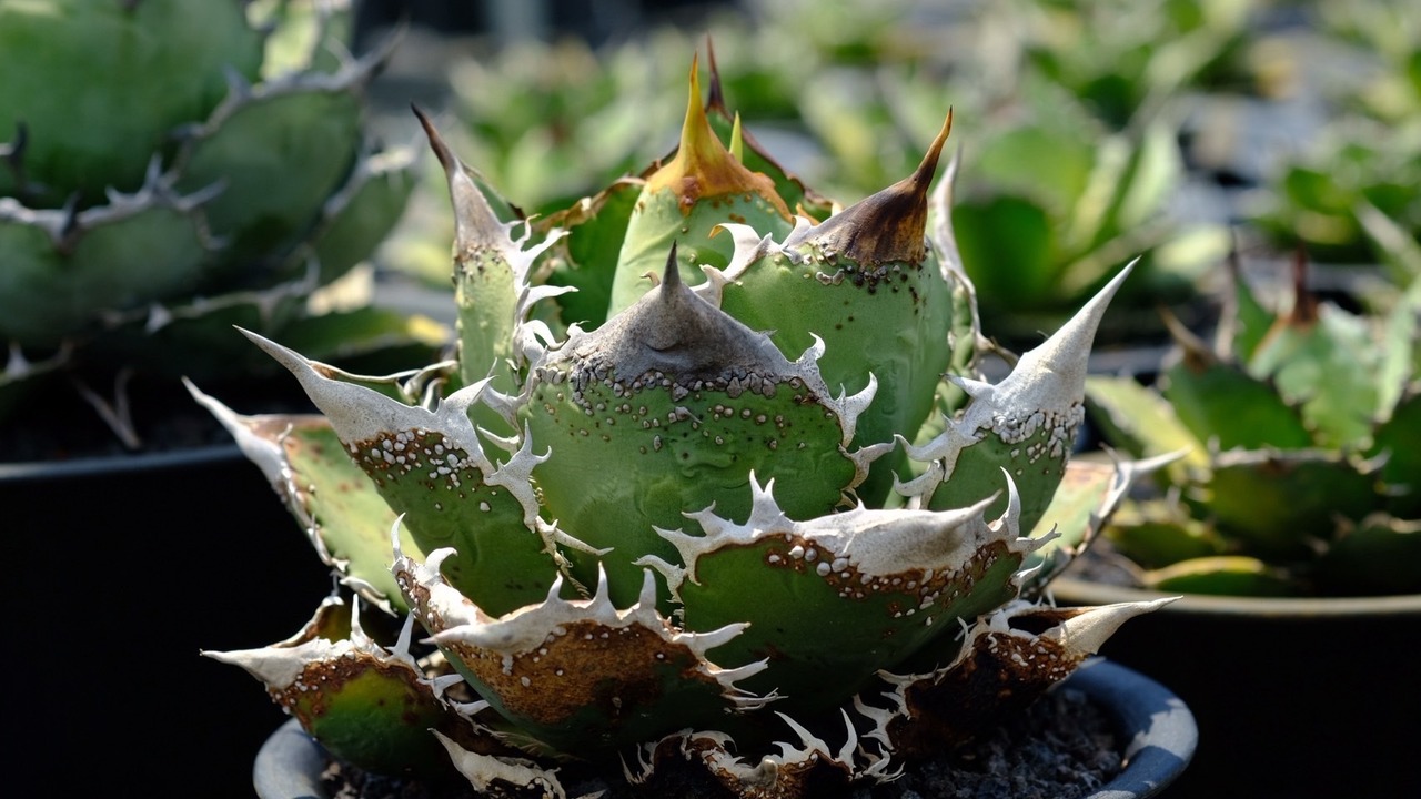 Agave titanota 麻花龍 台湾株 ①