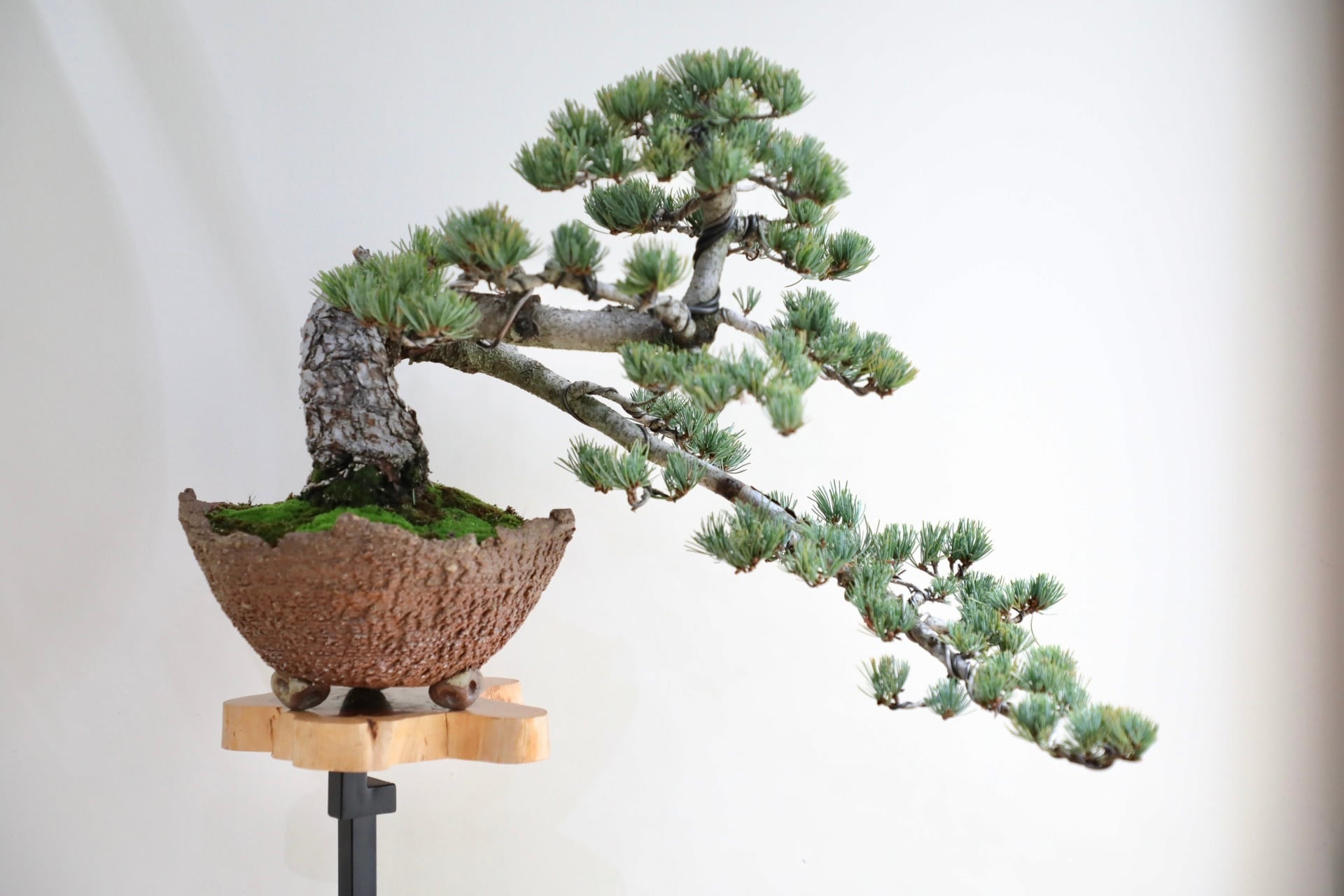 M】五葉松 盆栽 ※推定樹齢45年/Japanese white pine bonsai | 【厳選