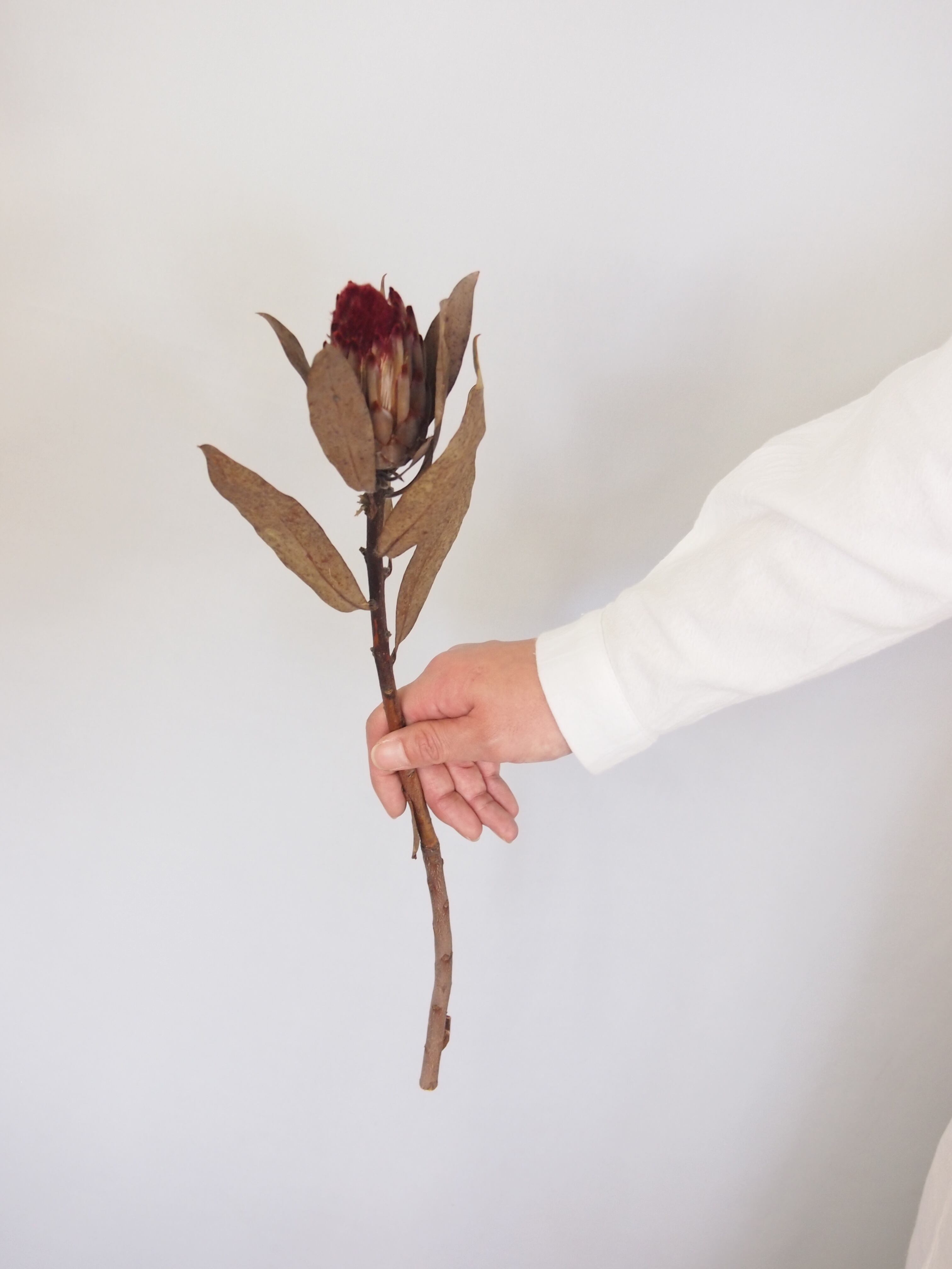 プロテア ロビンナチュラルドライフラワーナチュラル