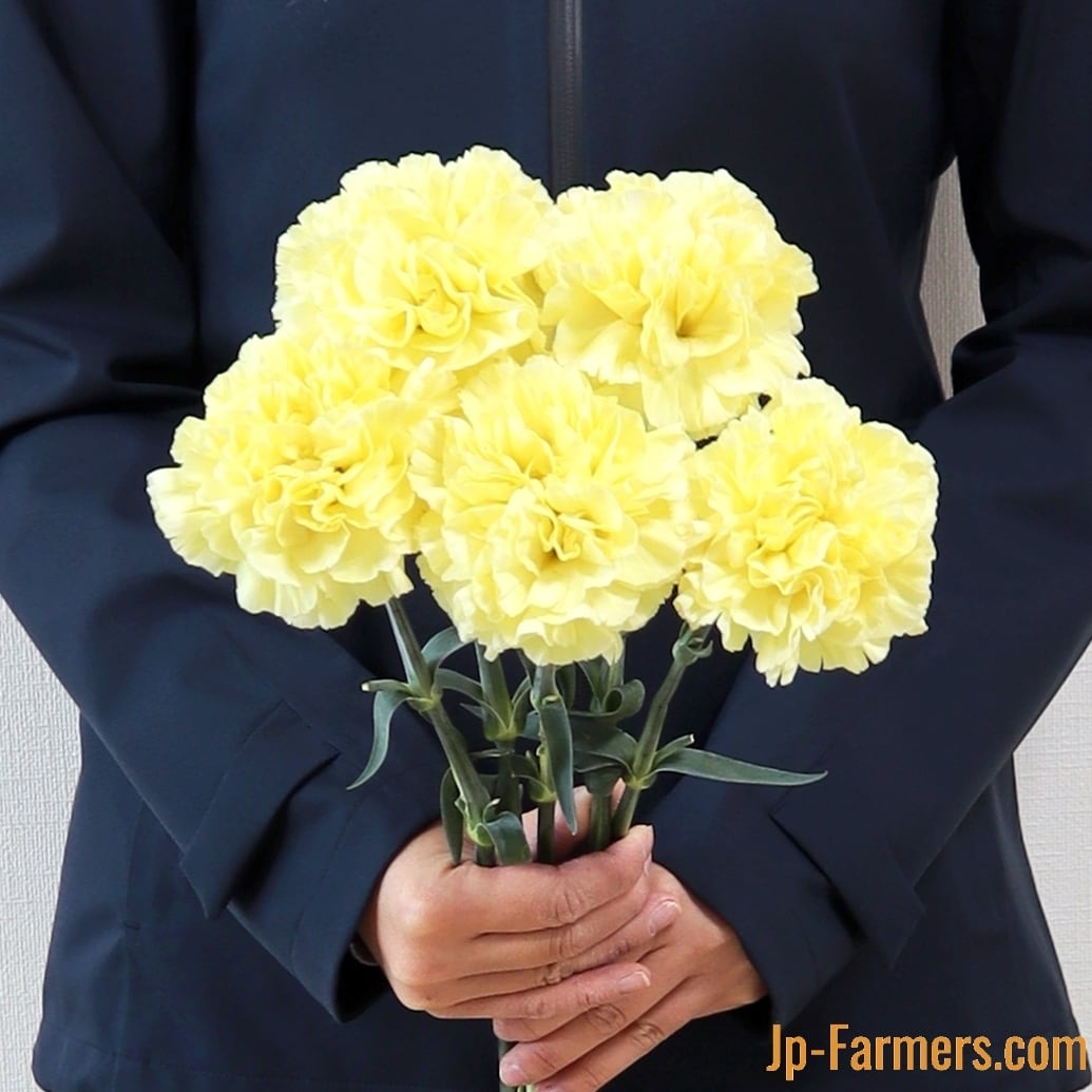 MOTHER'S DAY 真鍋農園 カーネーション ミナミ イエロー | 新鮮お花