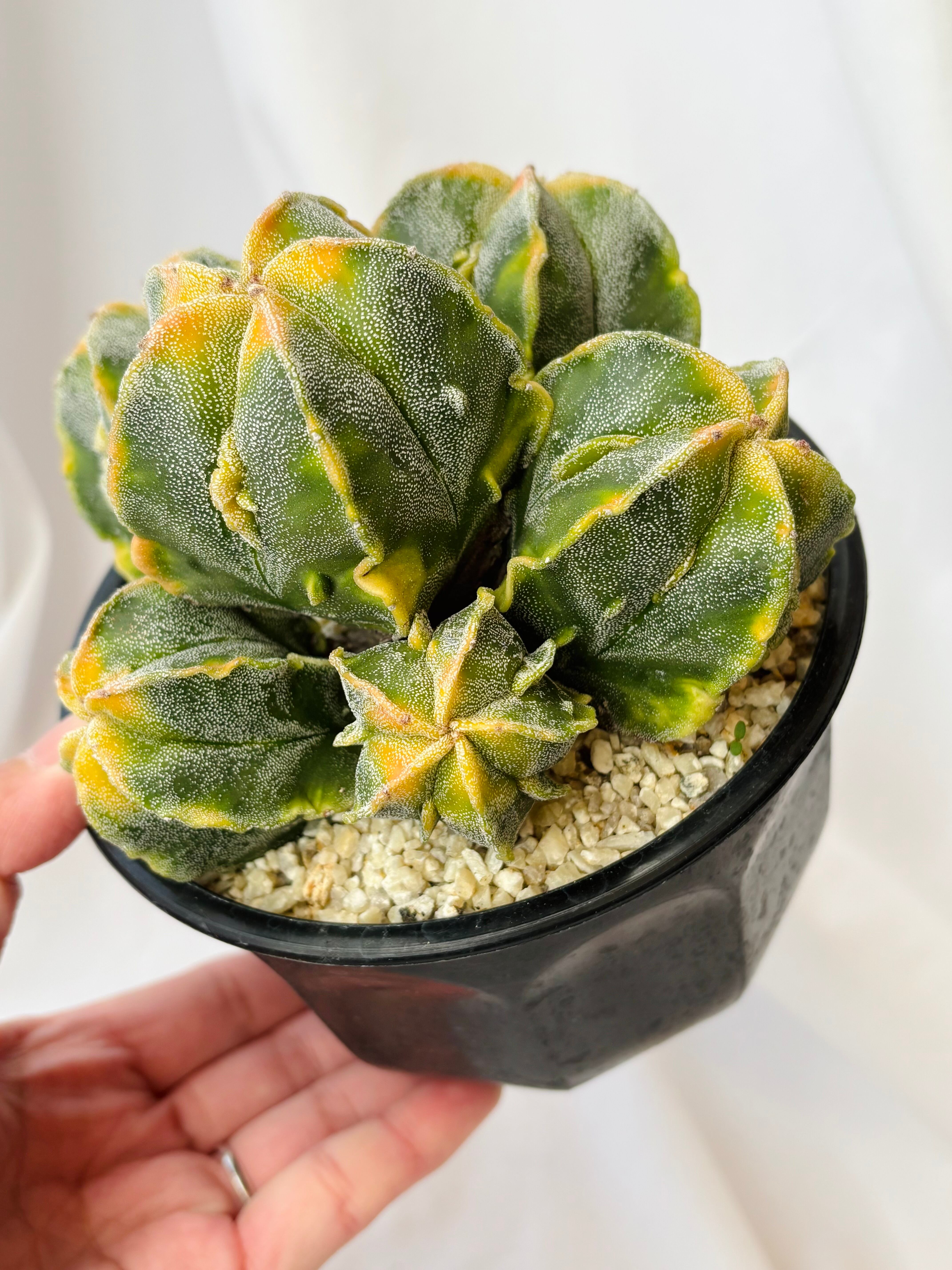 Astrophytum myriostigma アストロフィツム 紅葉複隆ランポー玉 鸞鳳玉