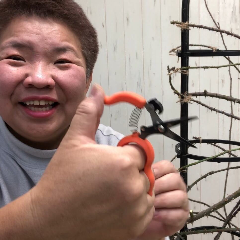 つるバラの剪定誘引に便利な両手が使える収穫鋏 - 画像3
