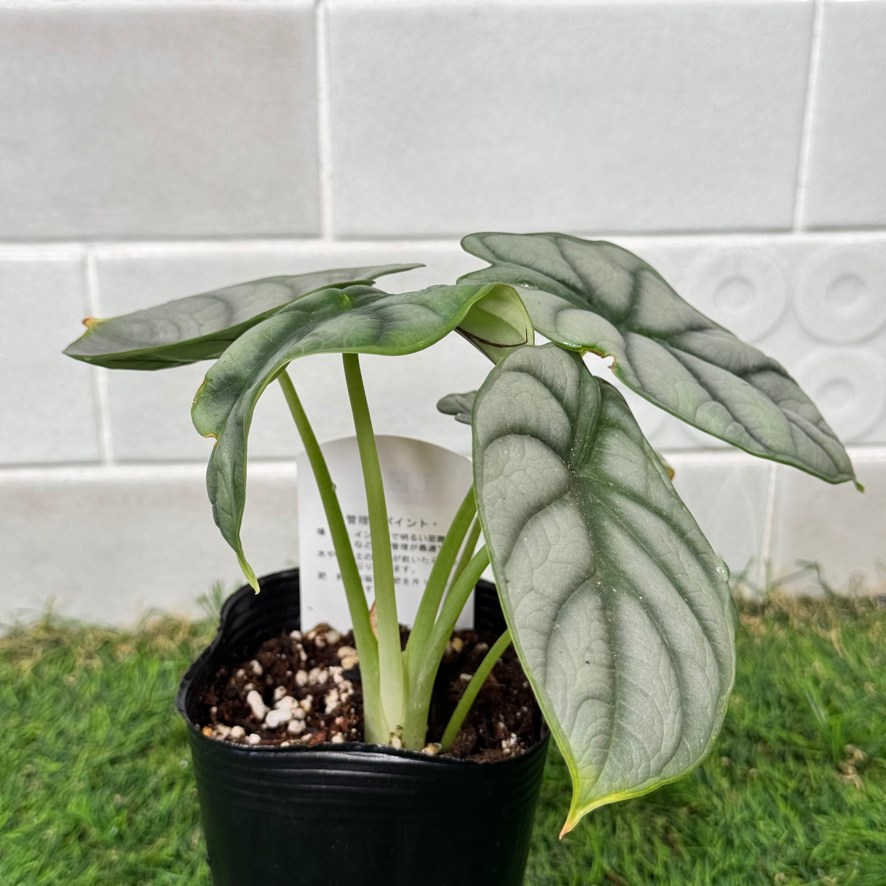 アロカシア シルバードラゴン | bebebeplants