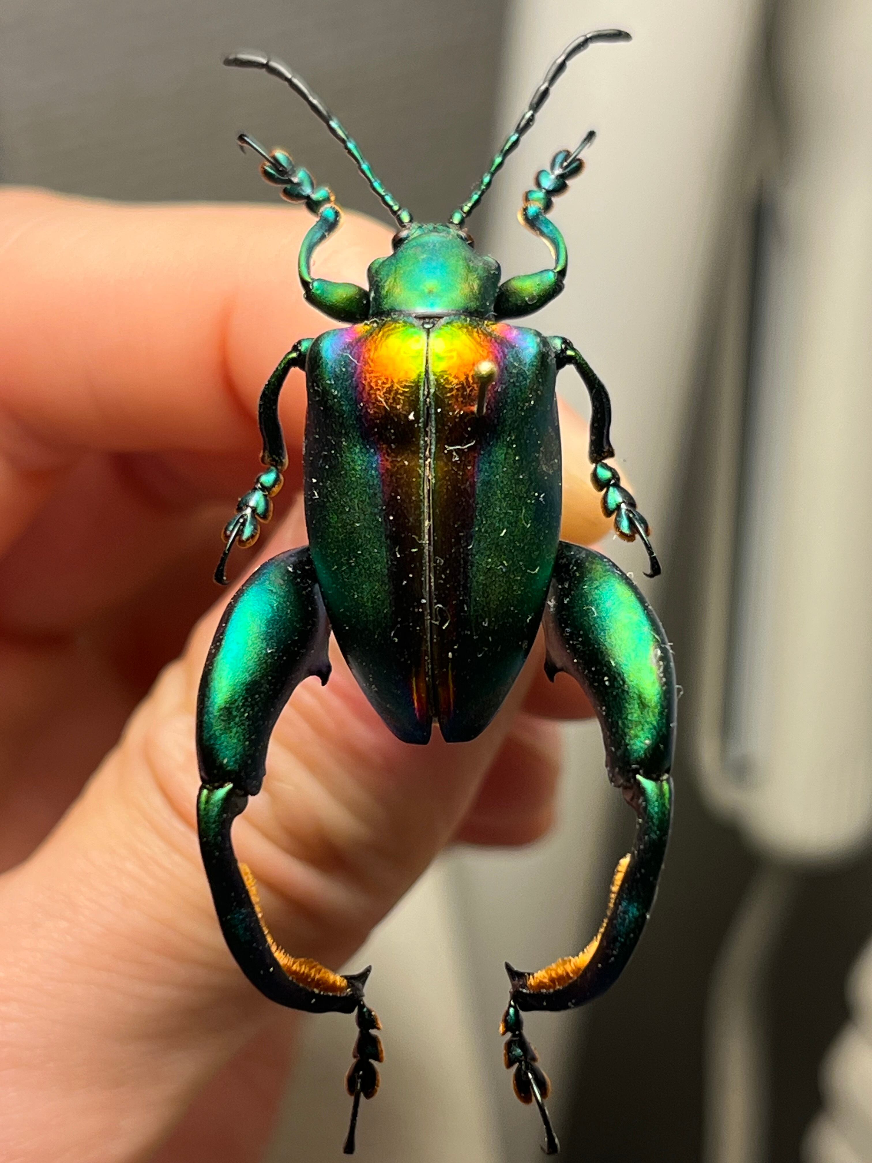 【腿太葉虫最大種】モモブトハムシ 標本　プラチナコガネ タマムシ 腿太葉虫最大種】Sagra buqueti モモブトハムシ プラチナコガネ
