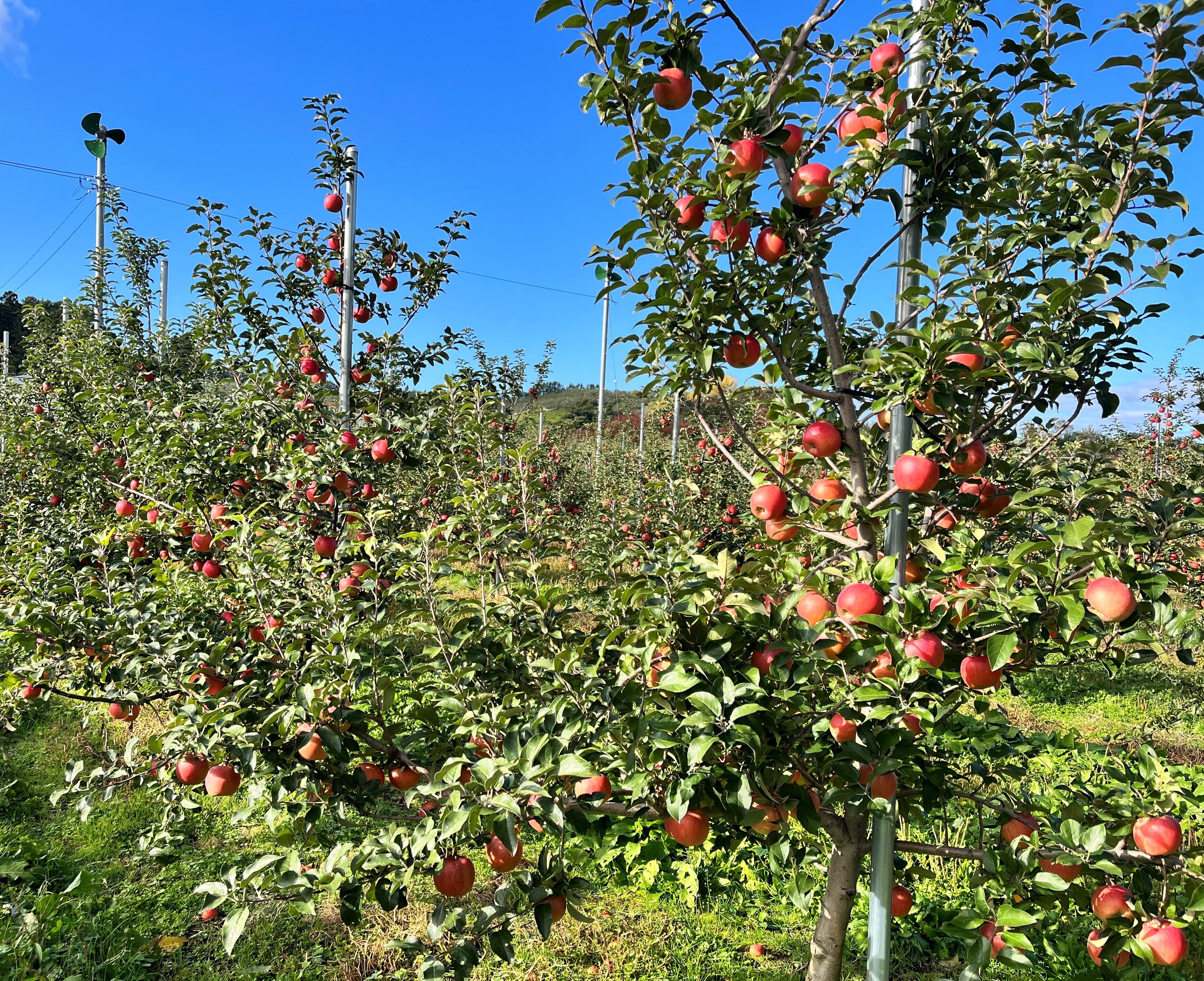 葉とらず高徳　家庭用3kg