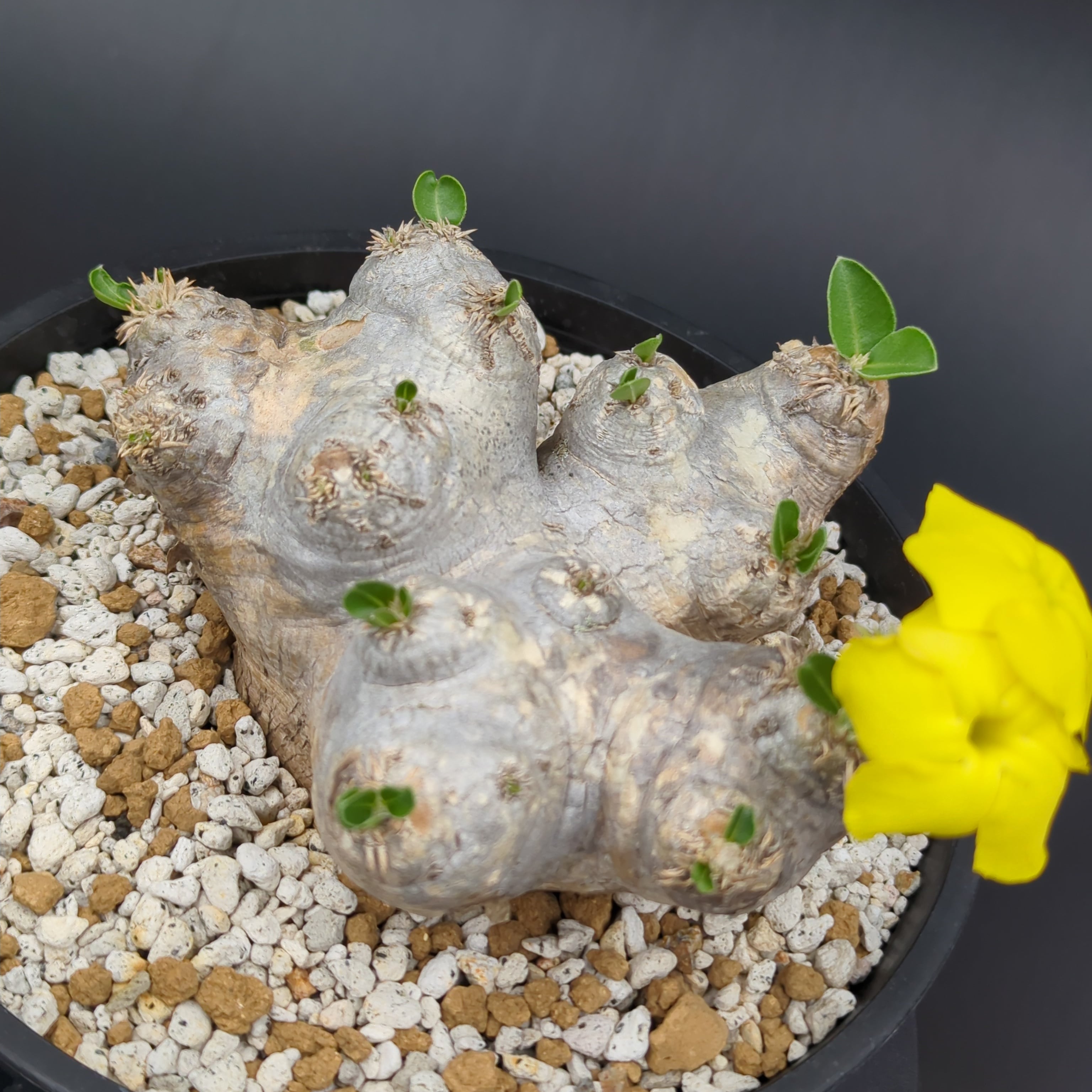 パキポディウム　恵比寿笑い　ブレビカウレ パキポディウム・ブレビカウレ '恵比寿笑い' 【大株】 | BRIDGE GARDEN