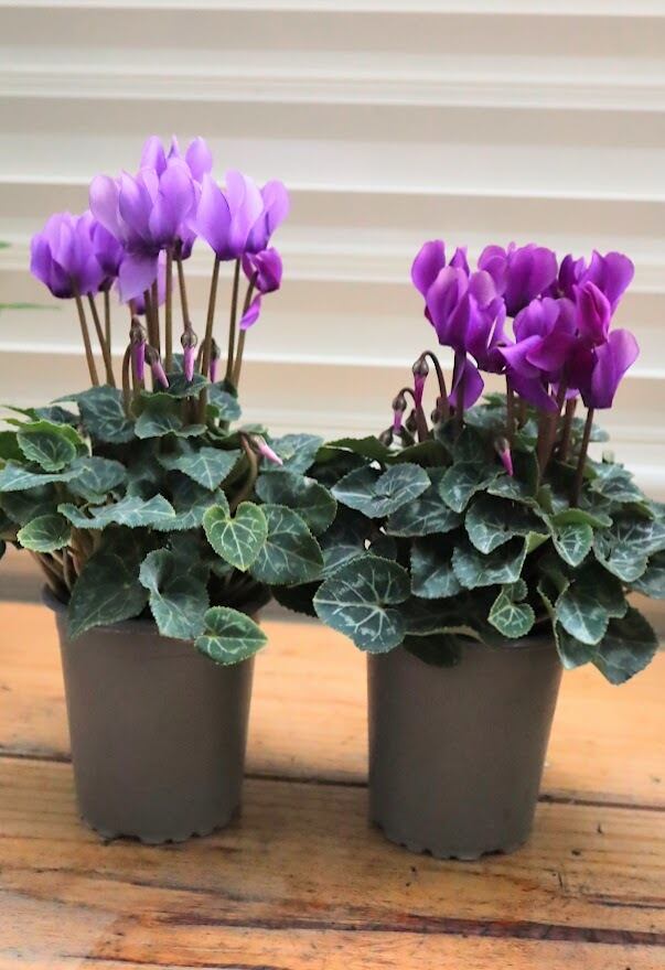 X＿BREAK シクラメン3点セット ドラゴン2種、フェアリーラブ