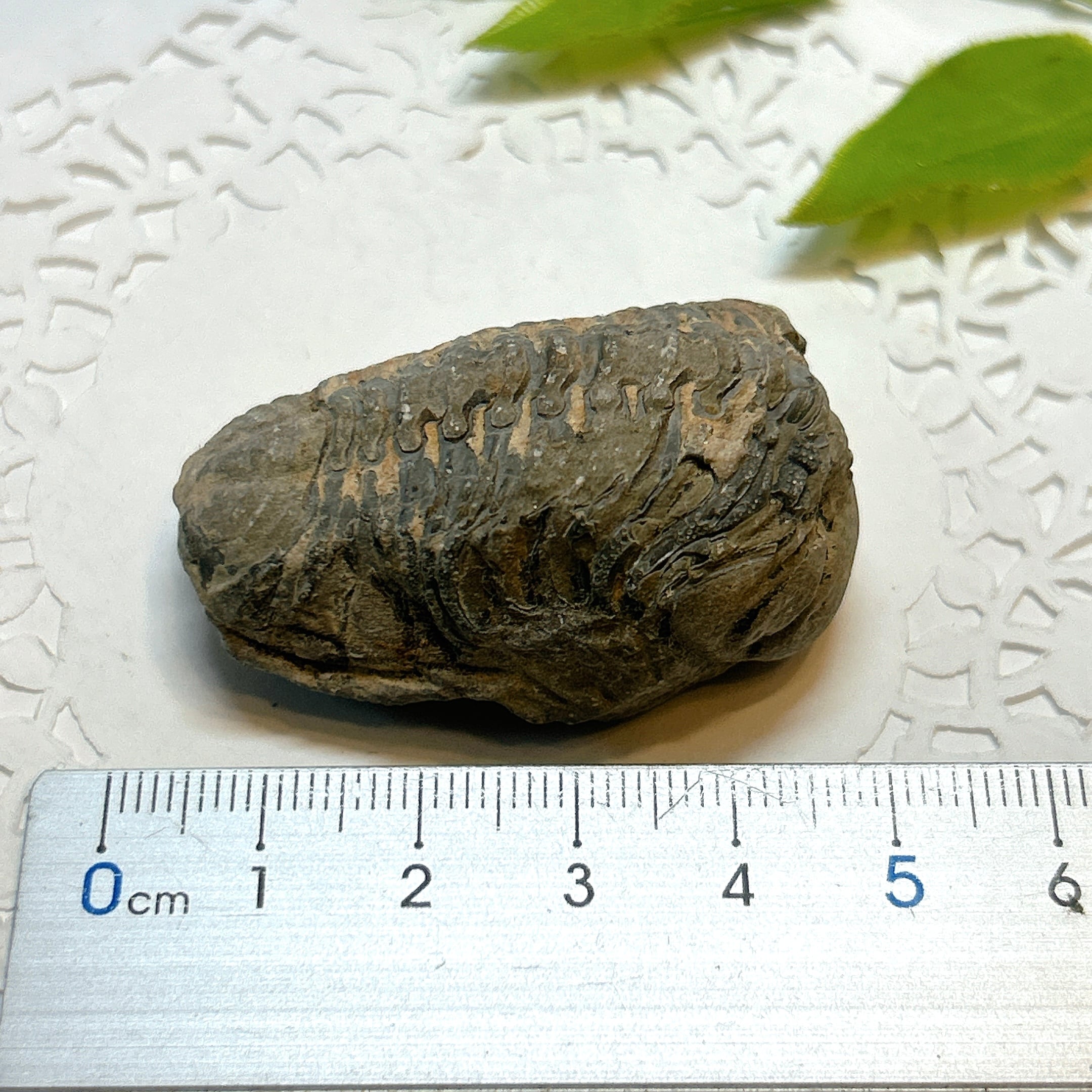 17918】三葉虫 古生代デボン紀 化石 モロッコ 化石標本 | クリスタル