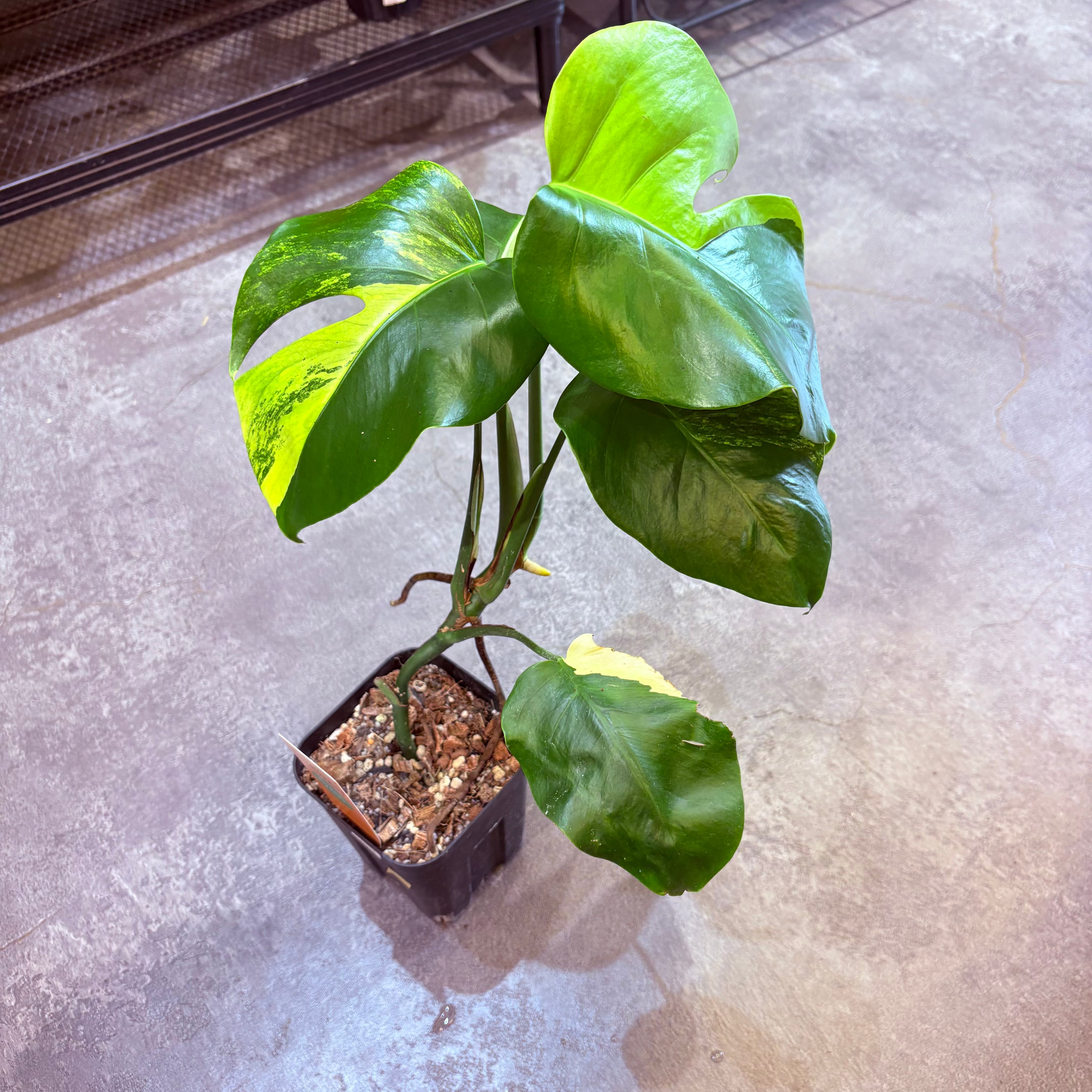 現品］【希少】B2 モンステラボルシギアナ オーレア 4号 観葉植物 レア