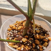 【美斑】フィロデンドロン フロリダビューティー/Florida beauty⑥