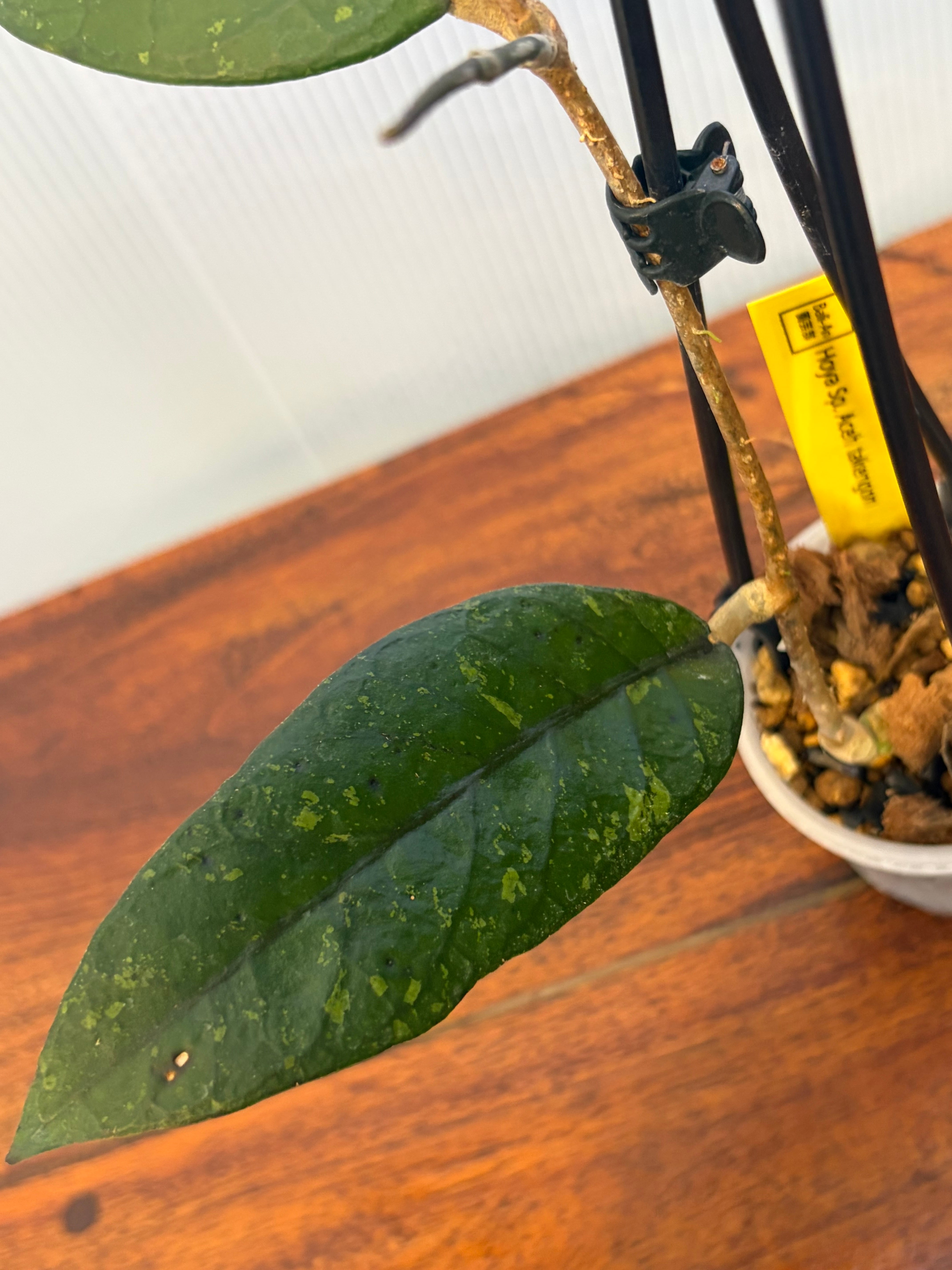 Hoya | BALI-AN 園芸