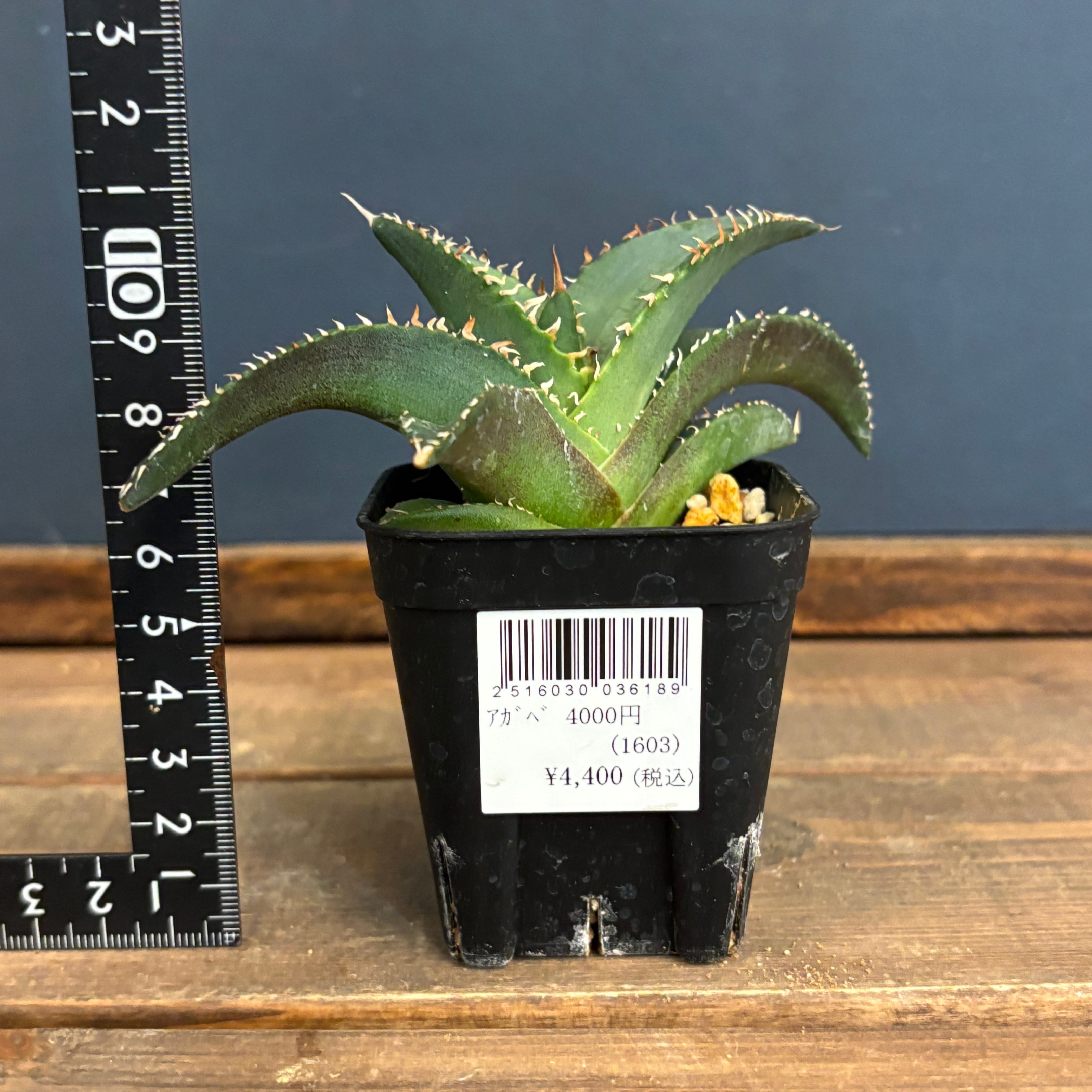 アガベ チタノタ 黒排刺【134】 | PROTOLEAF プロトリーフ