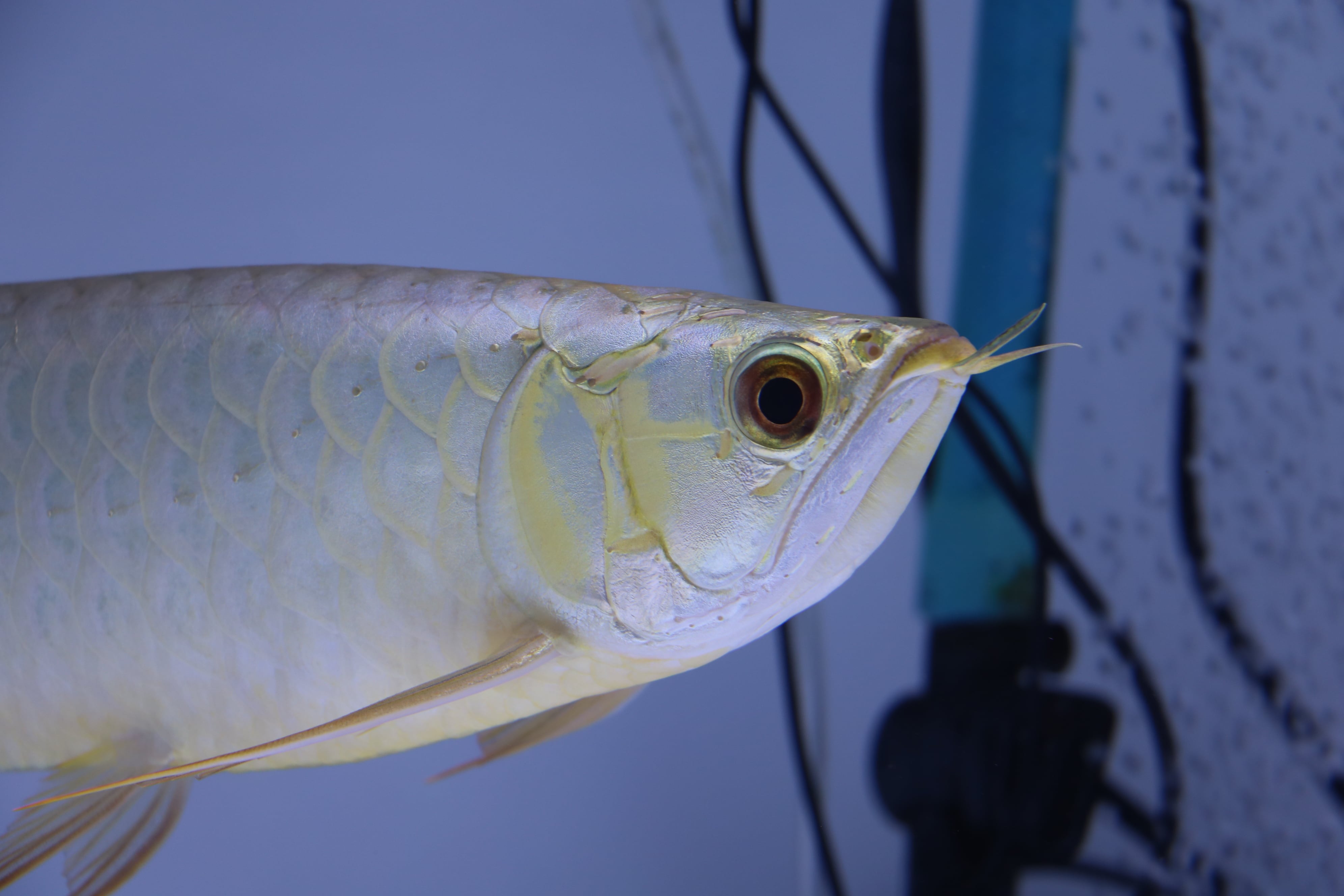 No.919 フルゴールド過背金龍(プレミアム個体)±34㎝ | アロワナ等の