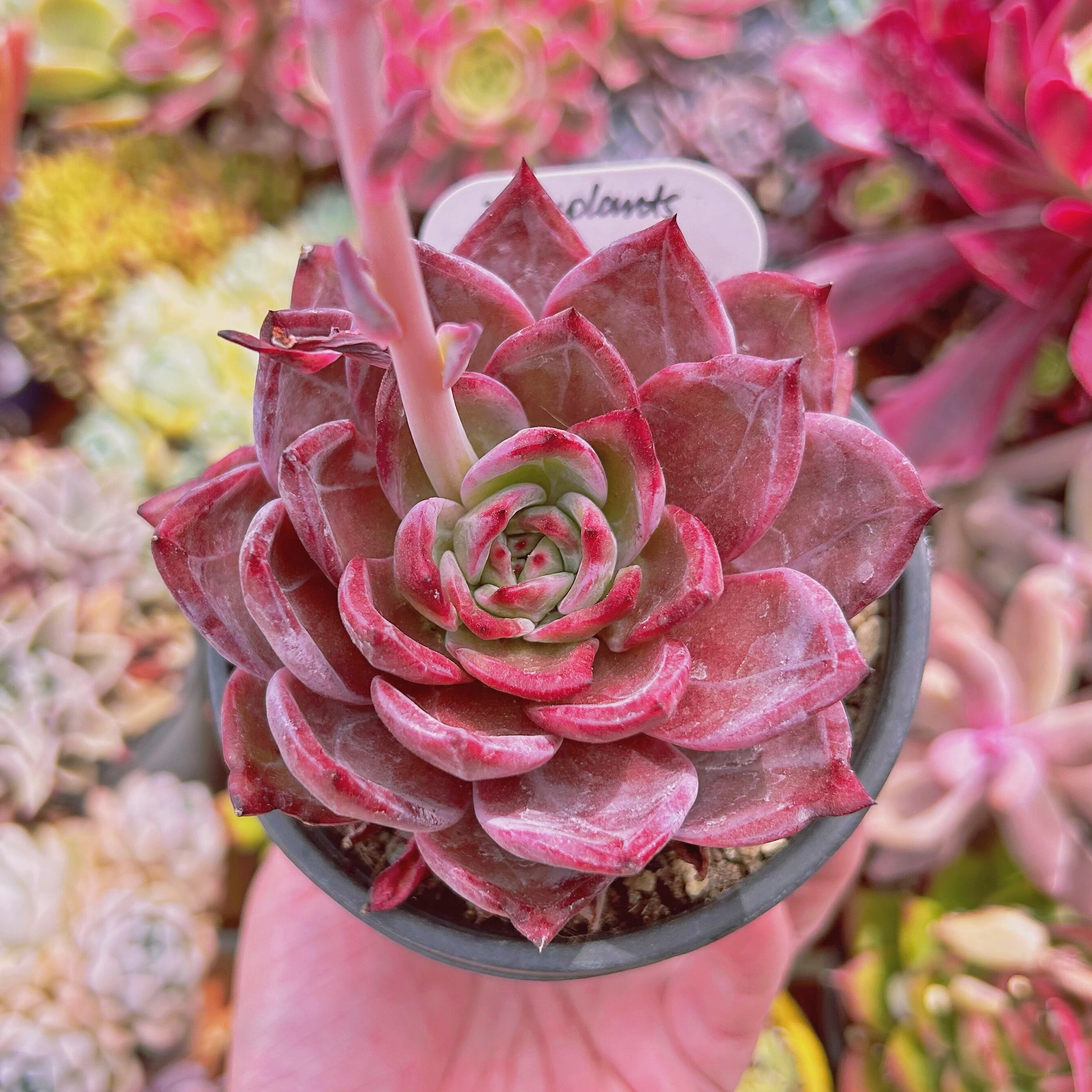 現物　多肉植物　Echeveria  　snake fruit  特大