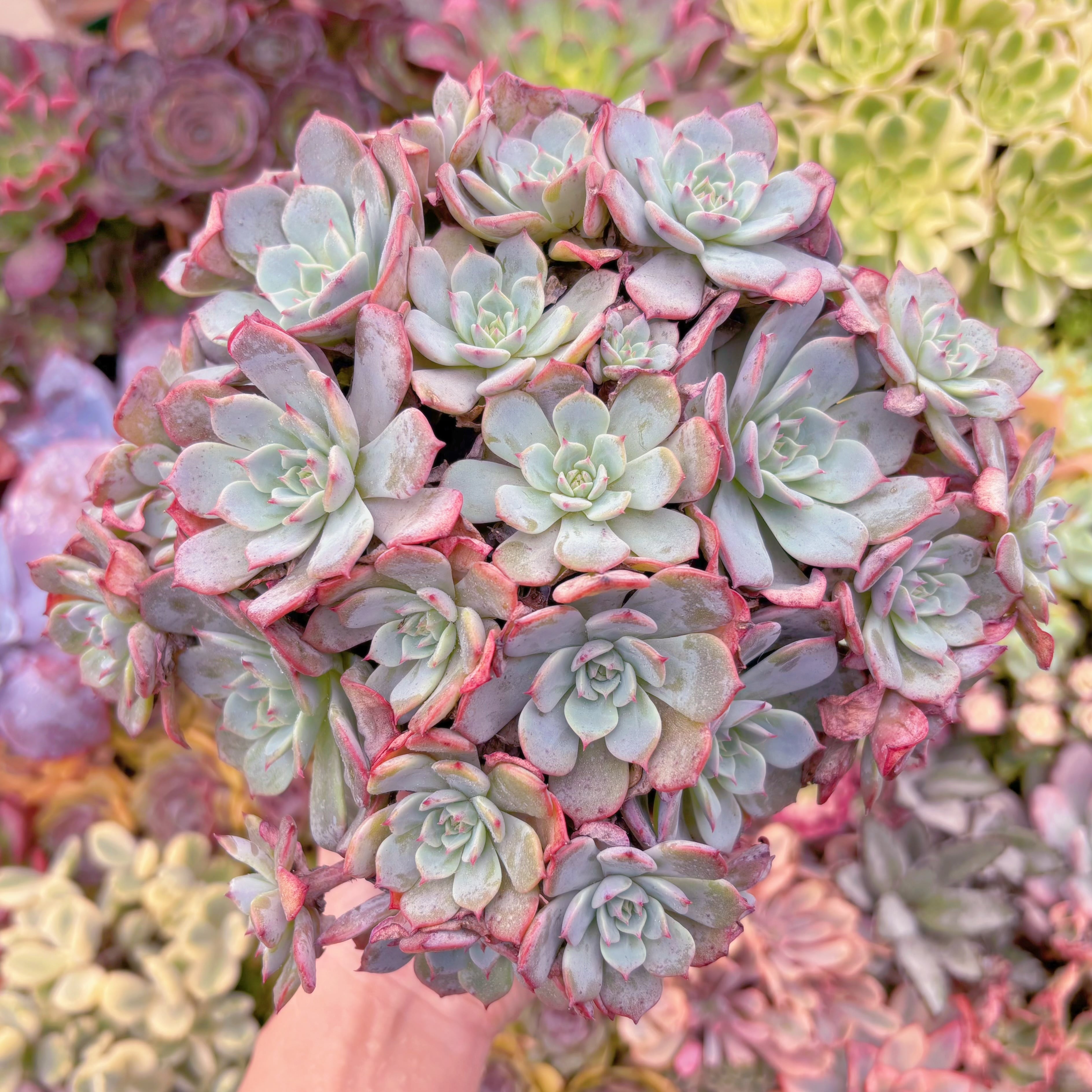 現品　ラウルンシス#933　特大群生　新入荷　るる農園