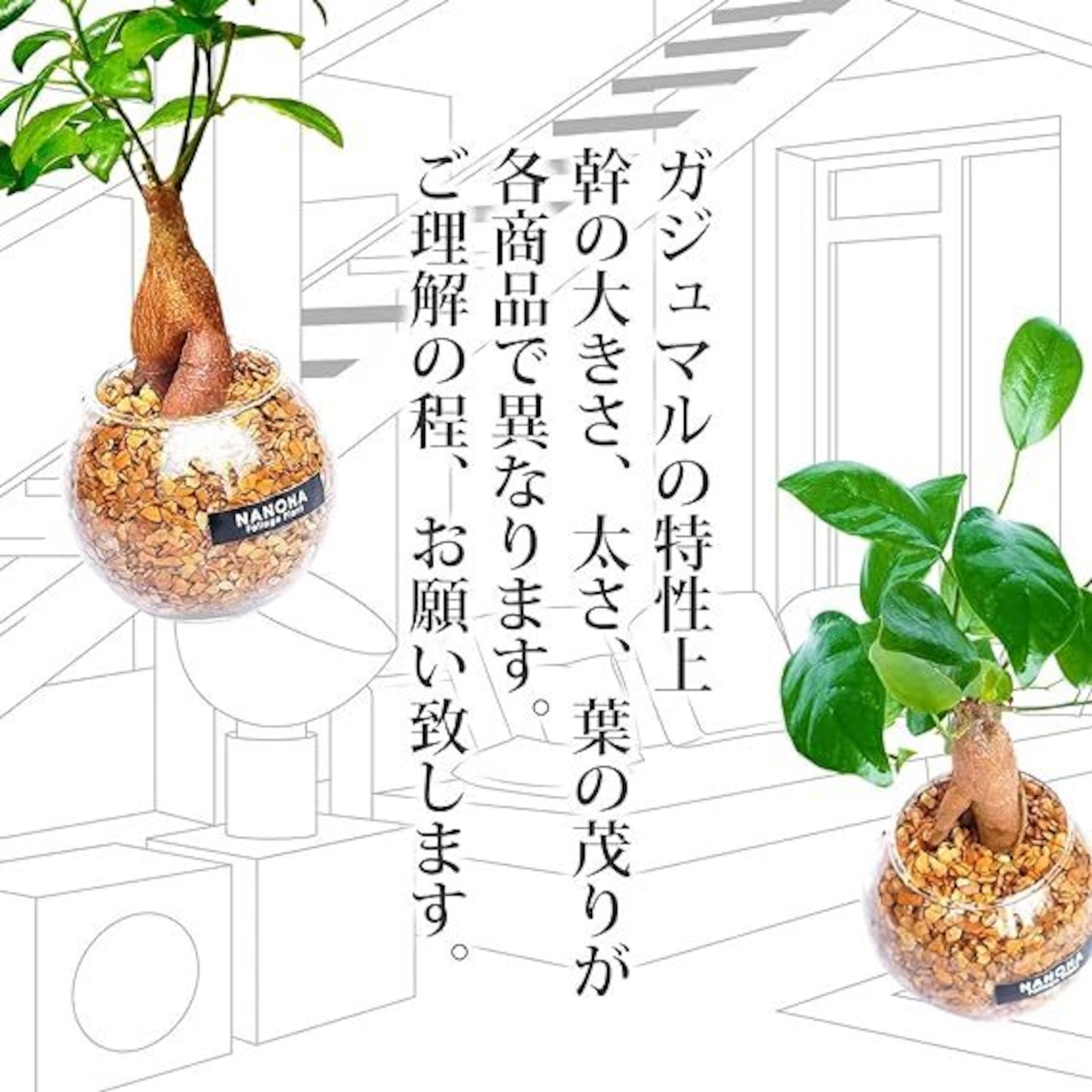 Gravel Plants ガジュマル木花砂利ガラスボール