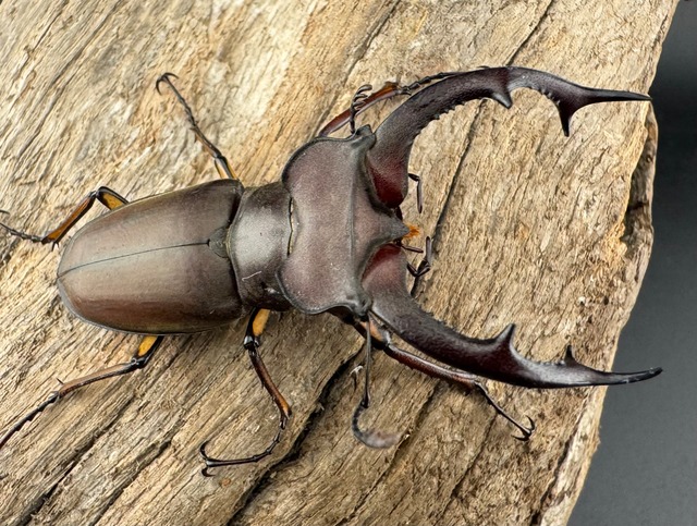 【WD】《フォントミヤマクワガタ 57mm ペア》