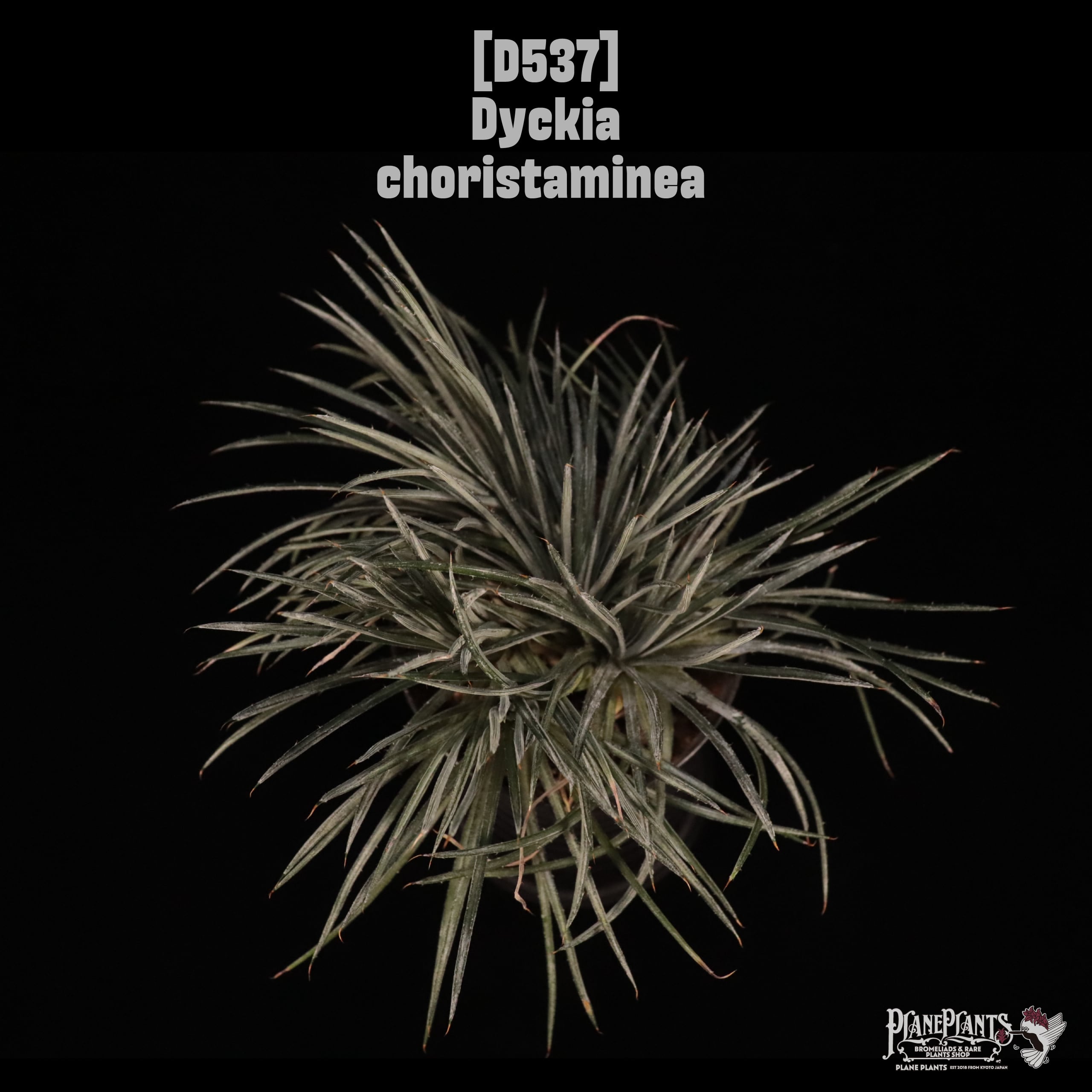 【送料無料】Dyckia choristaminea〔ディッキア〕現品発送D537