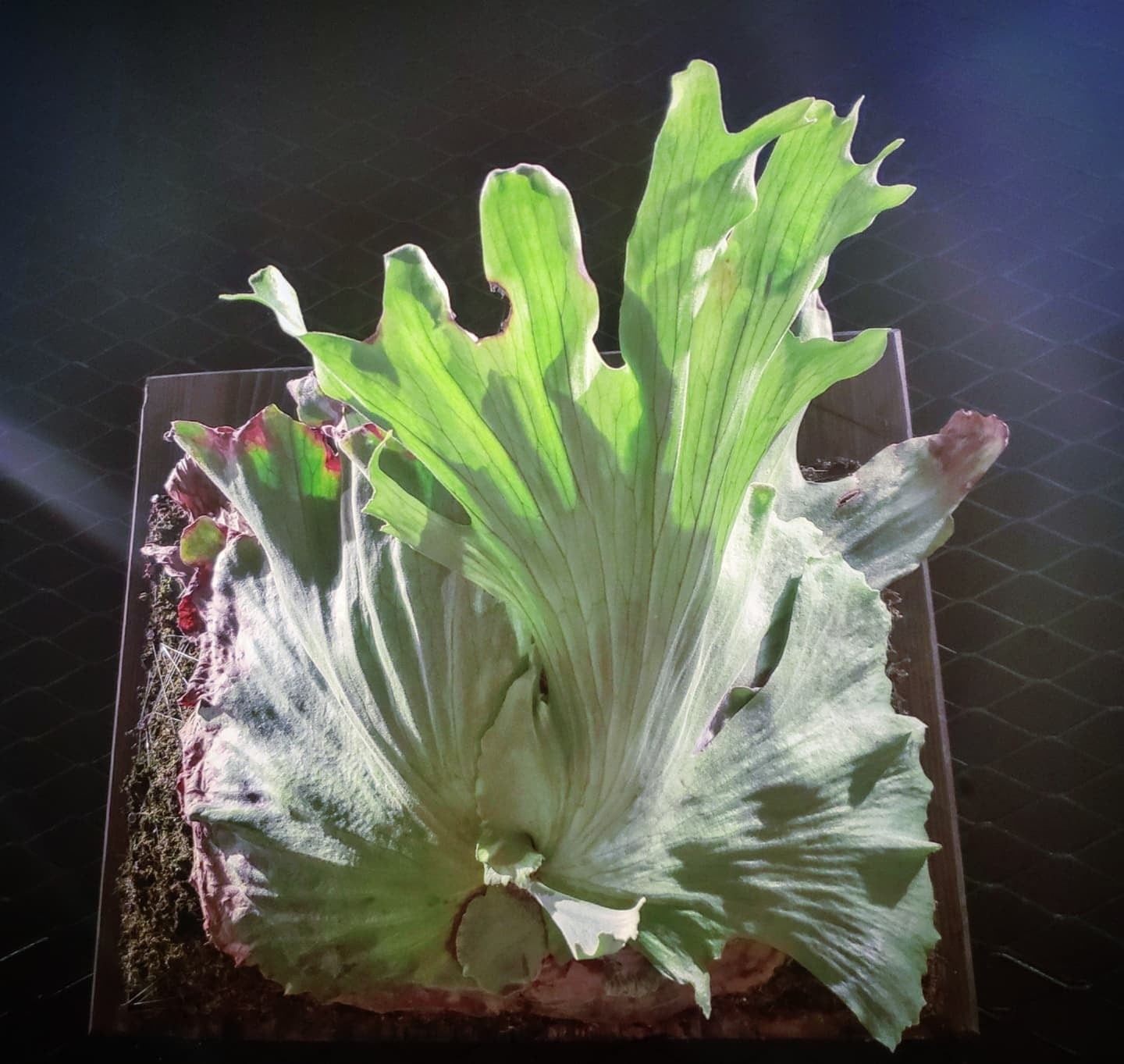 ビカクシダ グランデ P Grande Fern Garden