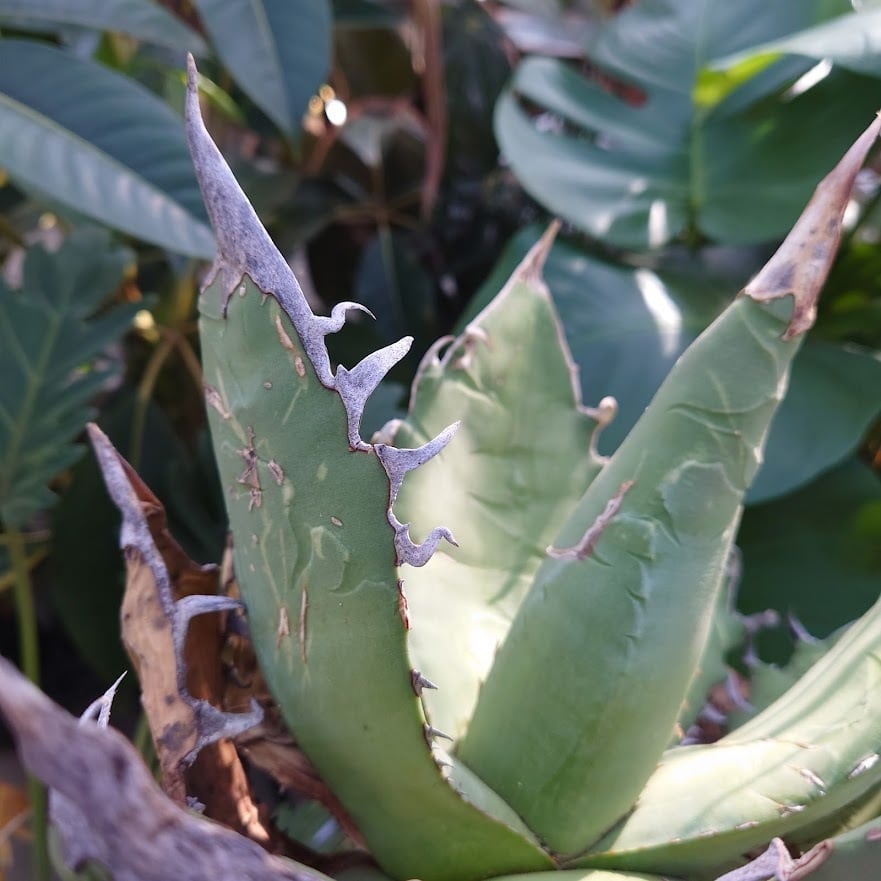 アガベ チタノタ オアハカ Agave titanota Oaxaca 19