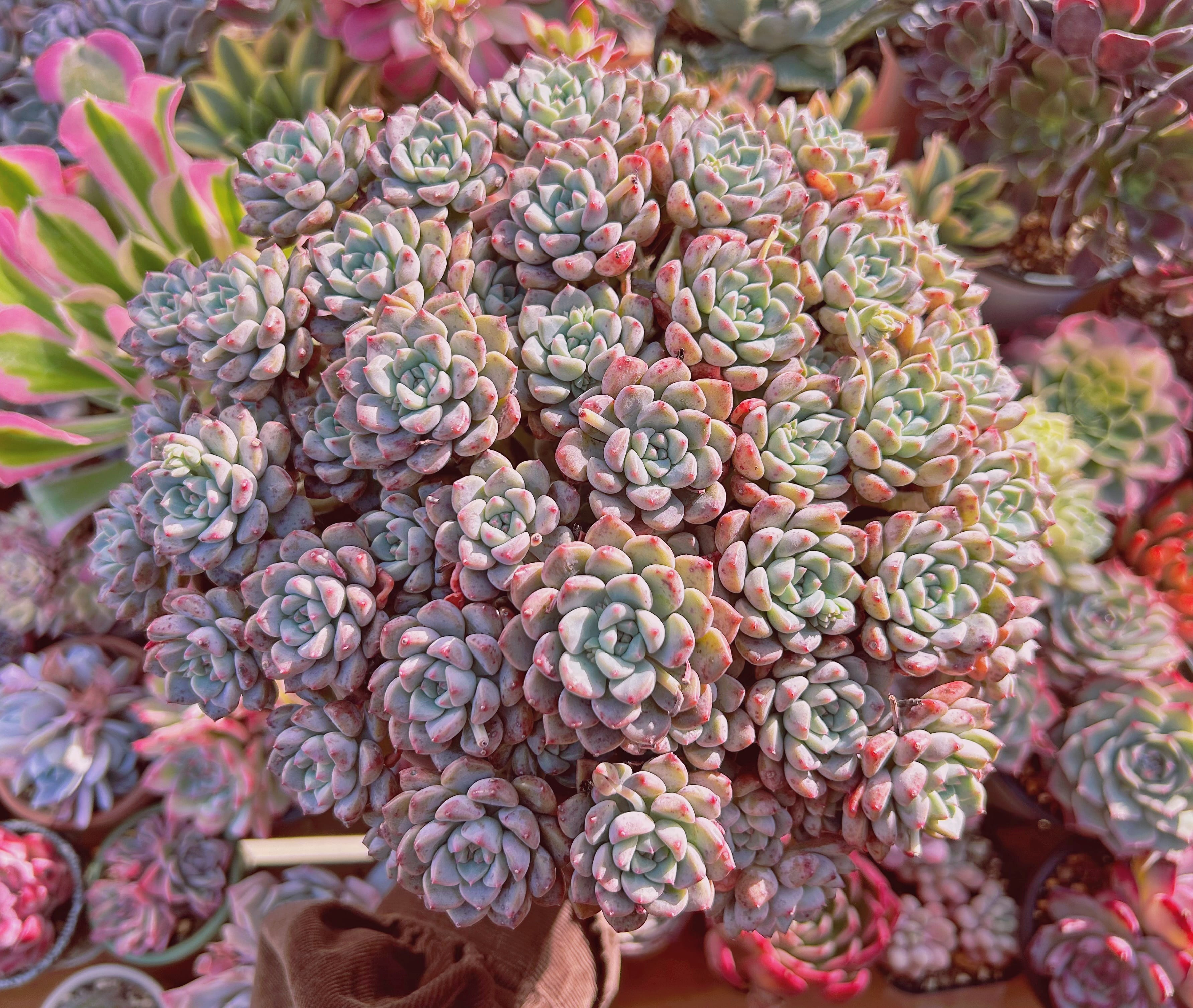 多肉植物　ベビードール　特特特大　直径約25cm