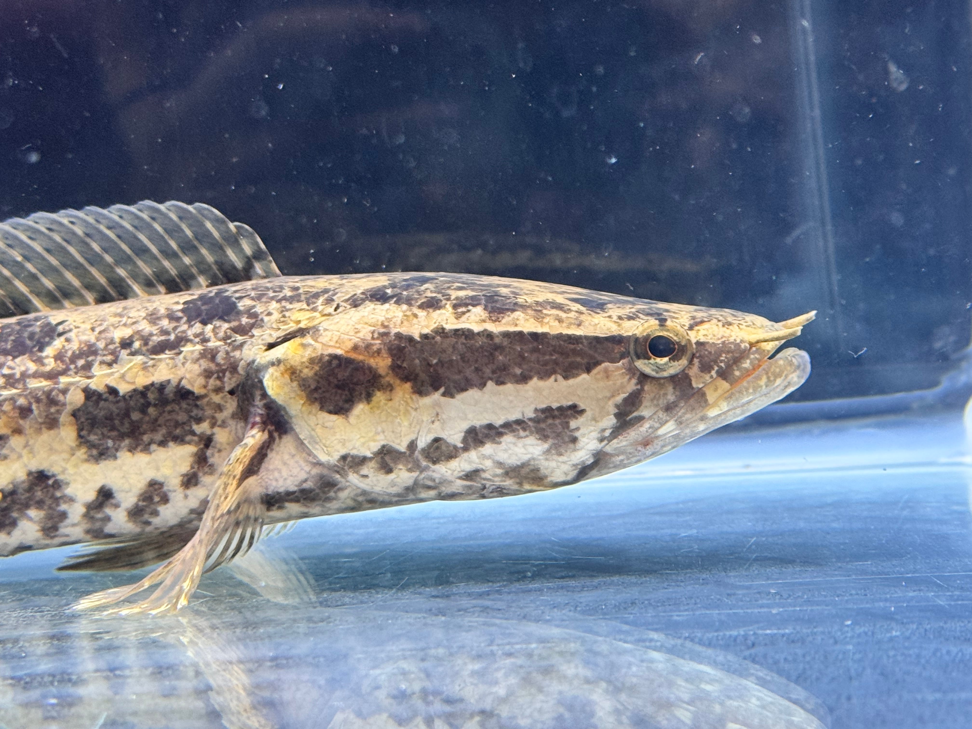 直輸入】アフリカンスネークヘッド30up⑩31cm | AQUASTYLEG