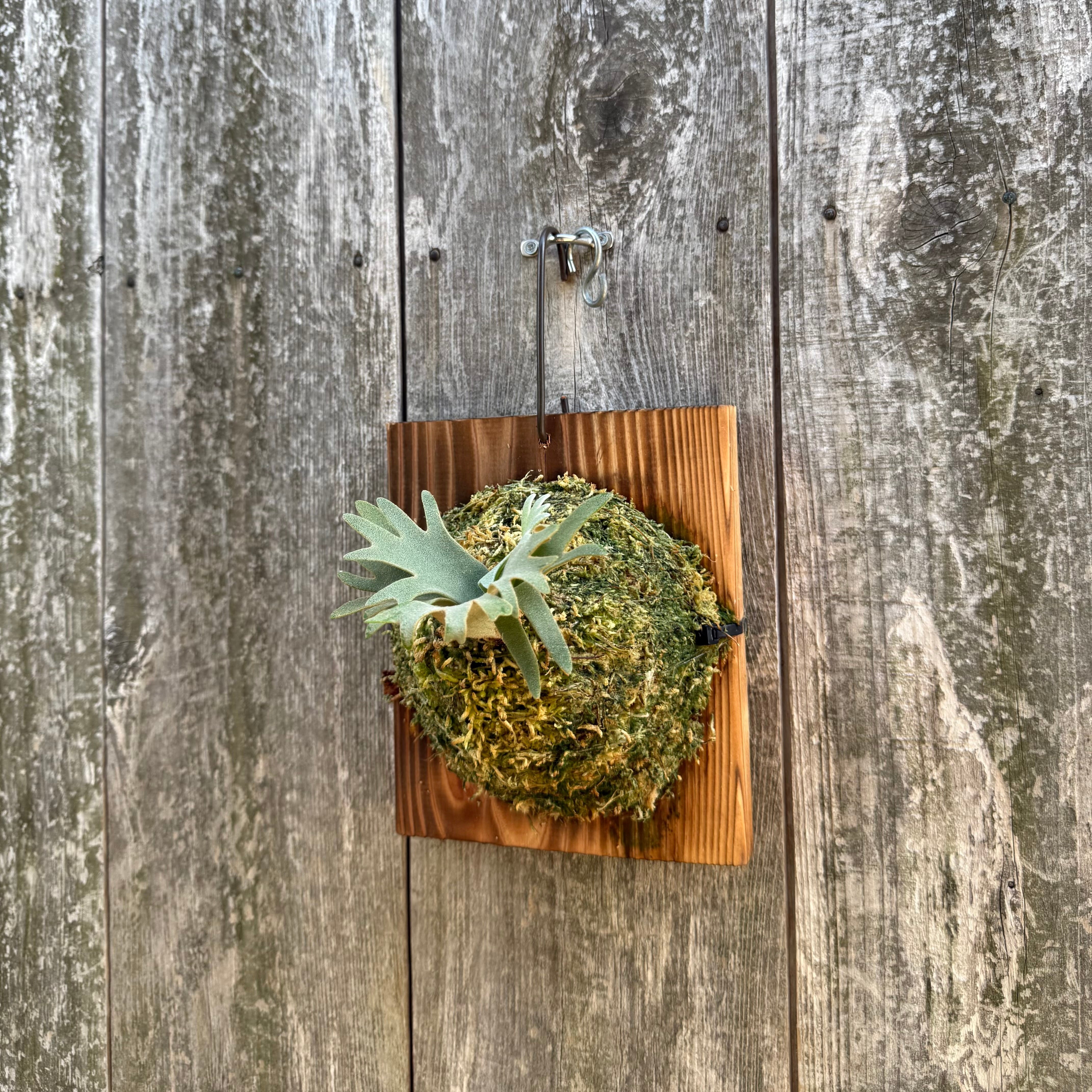 P. willinckii Jewel sporeling | naturefix