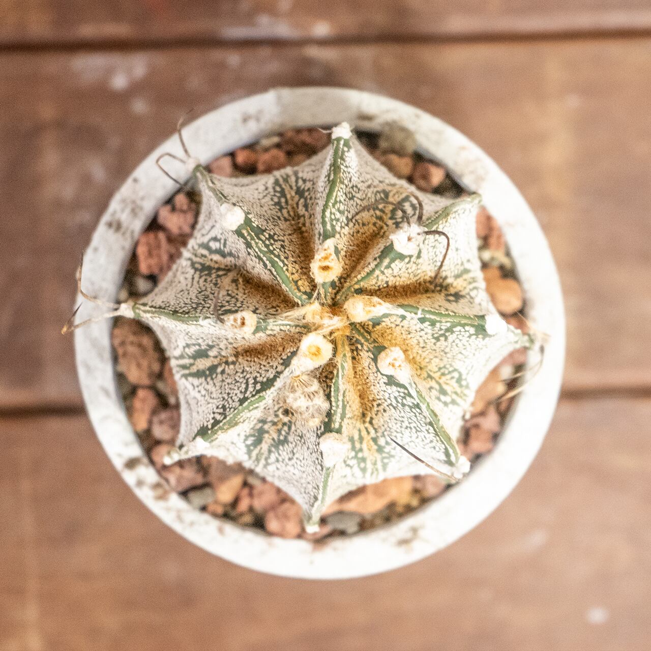 アストロフィツム・カプリコーン|山羊の角のような湾曲した長い棘が美しい【手作りモルタル鉢仕立て】