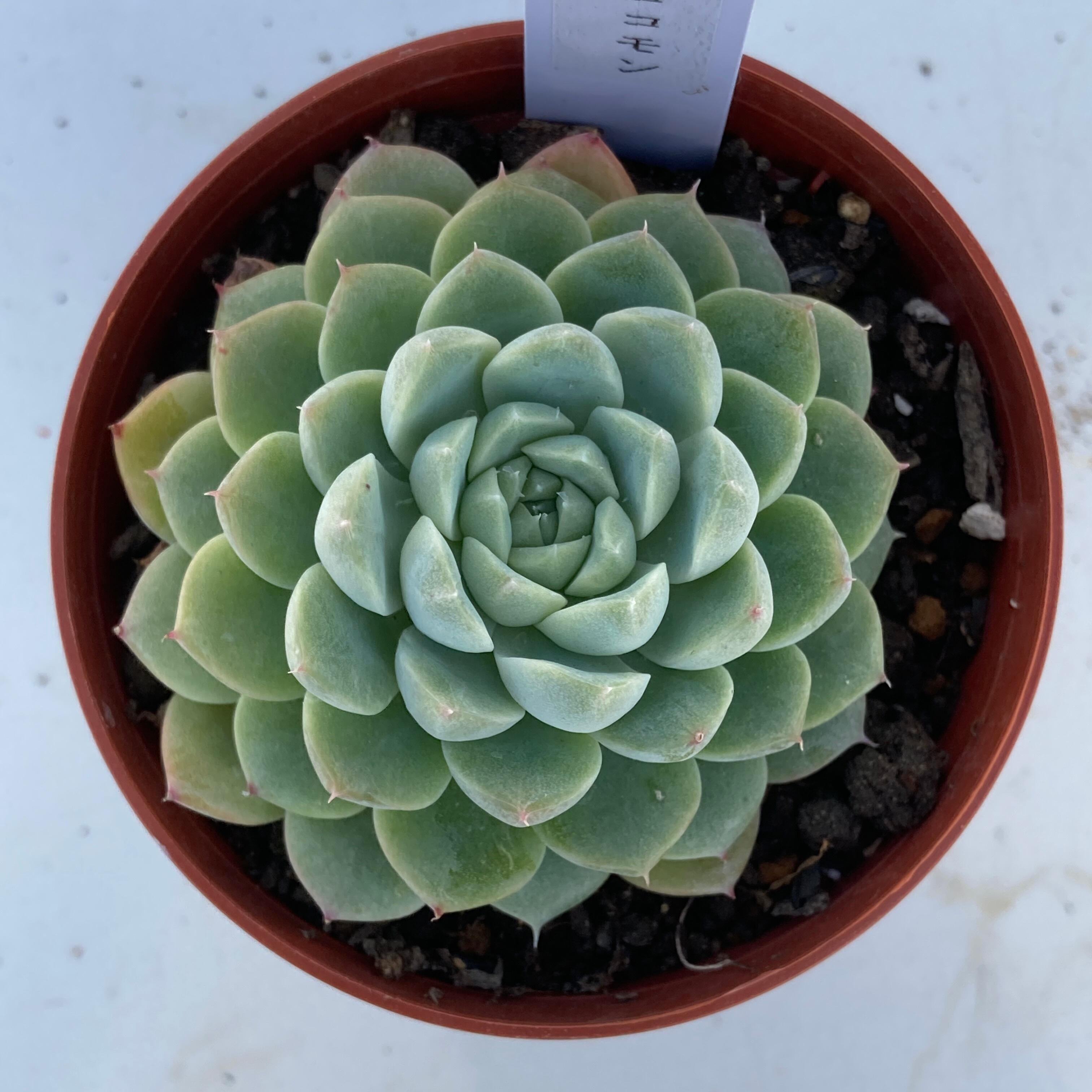 【現物商品】ココモン 多肉植物研究所