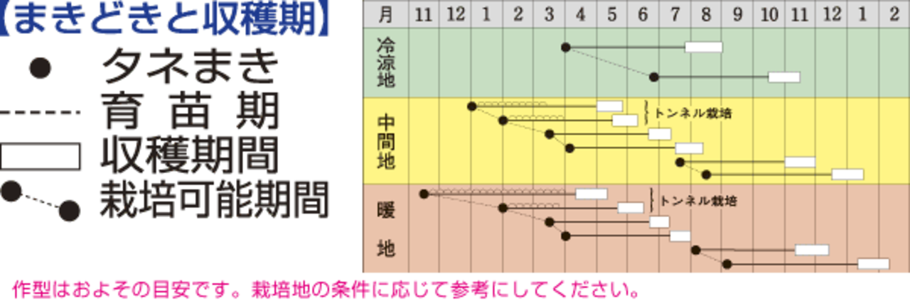 ニンジン「向陽二号」（P１万粒）・画像4