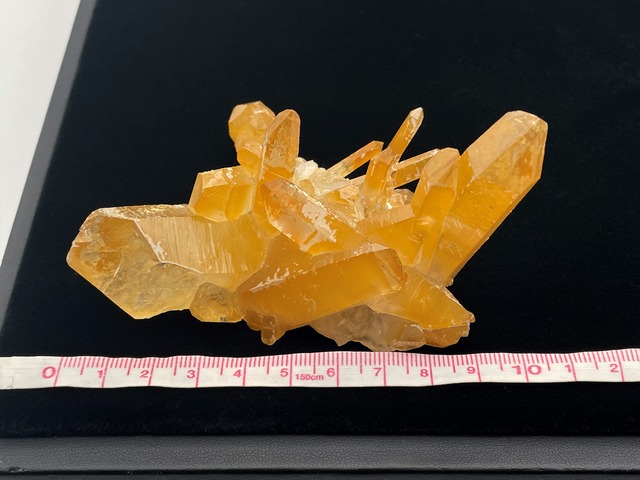 クラスター（アーカンソーゴールデンヒーラー）