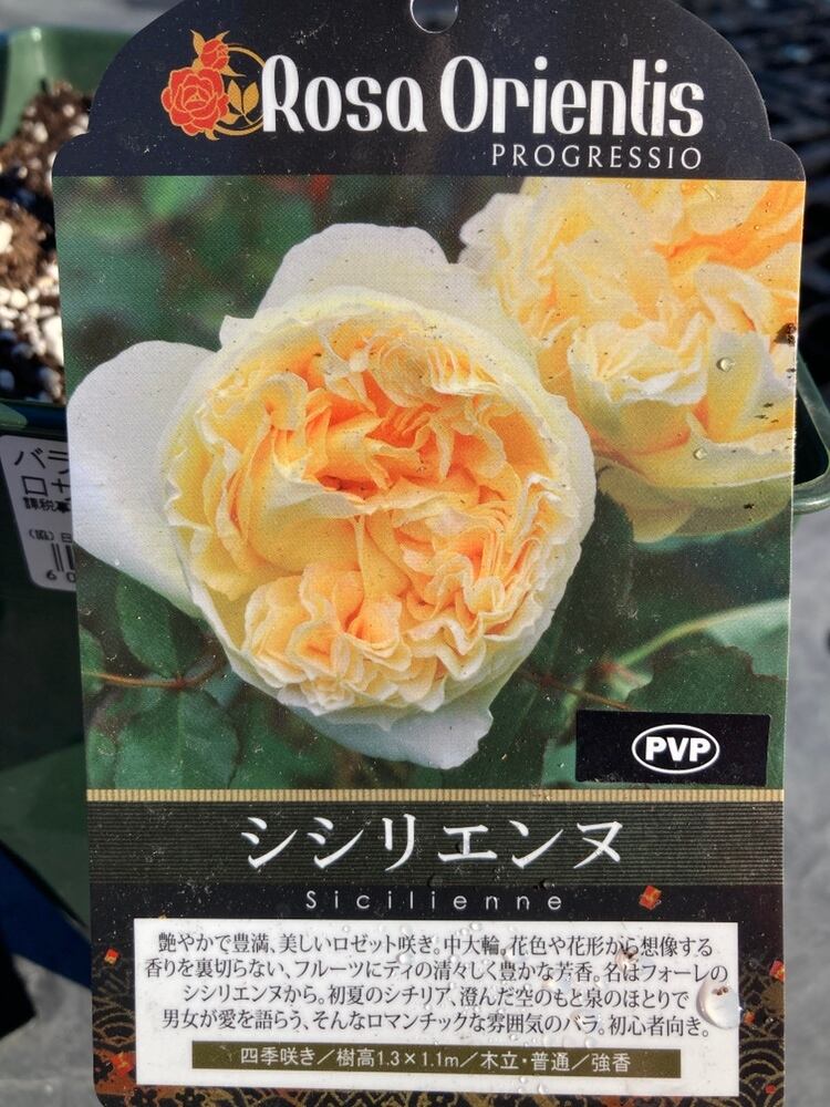 薔薇 シシリエンヌ 四季咲き オリエンティス | 日本ライン花木センター