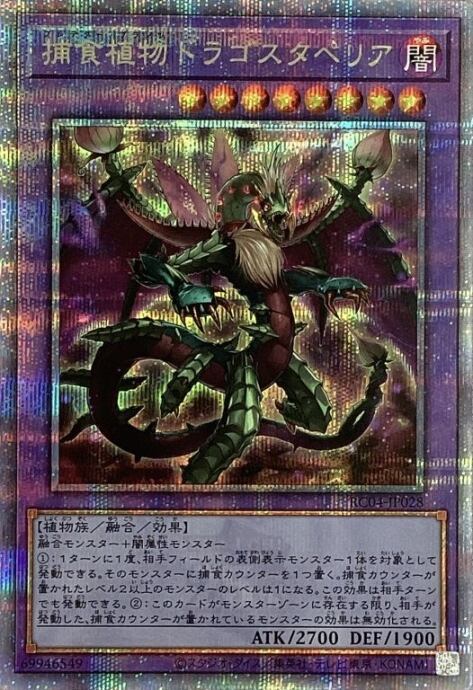 【美品】捕食植物ドラゴスタペリア(25th)