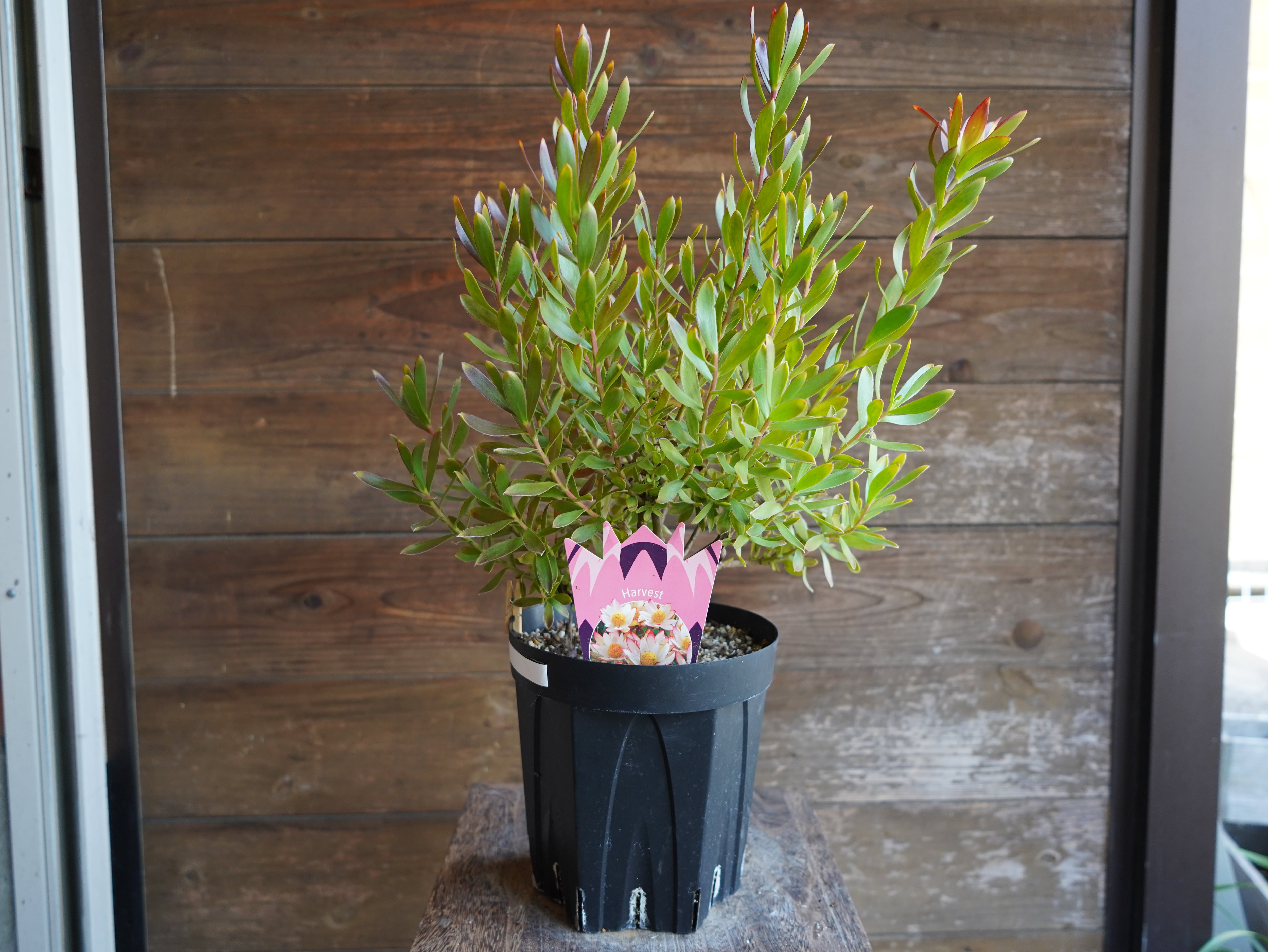 【現物】リューカデンドロン　”Harvest”　６号