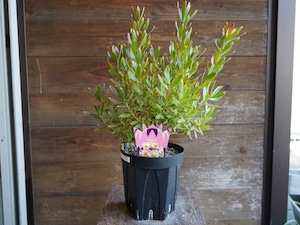 【現物】リューカデンドロン ”Harvest” 6号