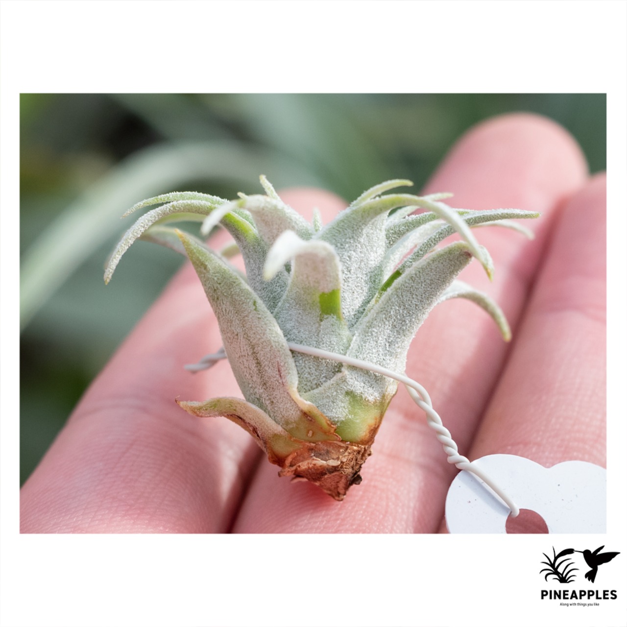 Tillandsia chapeuensis var. turriformis (Koheres) - 2